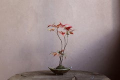 Sumac japonais par Yumiko Kuwahata / Bonsaïs / wabi-sabi