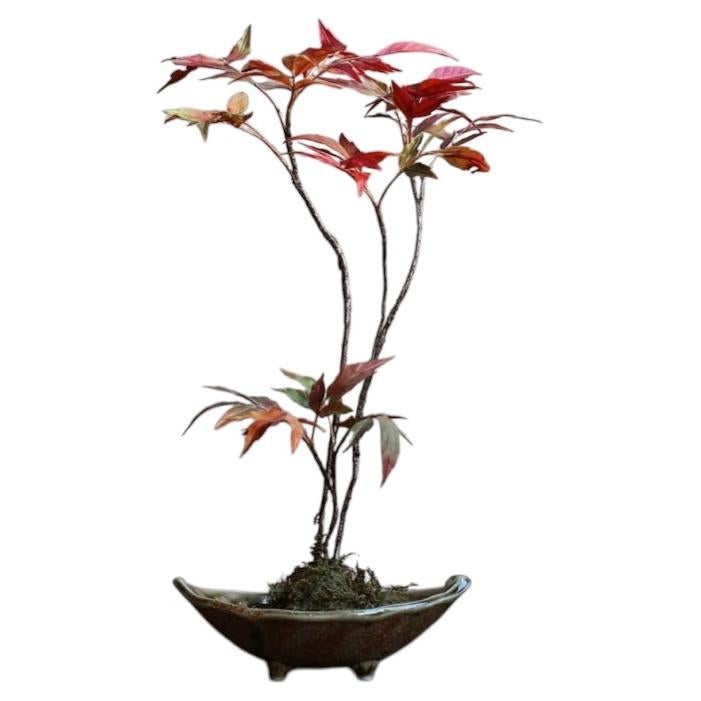 Japanese sumac by Yumiko Kuwahata / Bonsai / wabi-sabi