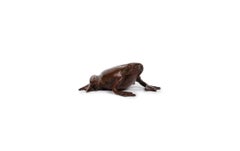 Japanese Tiny bronze frog