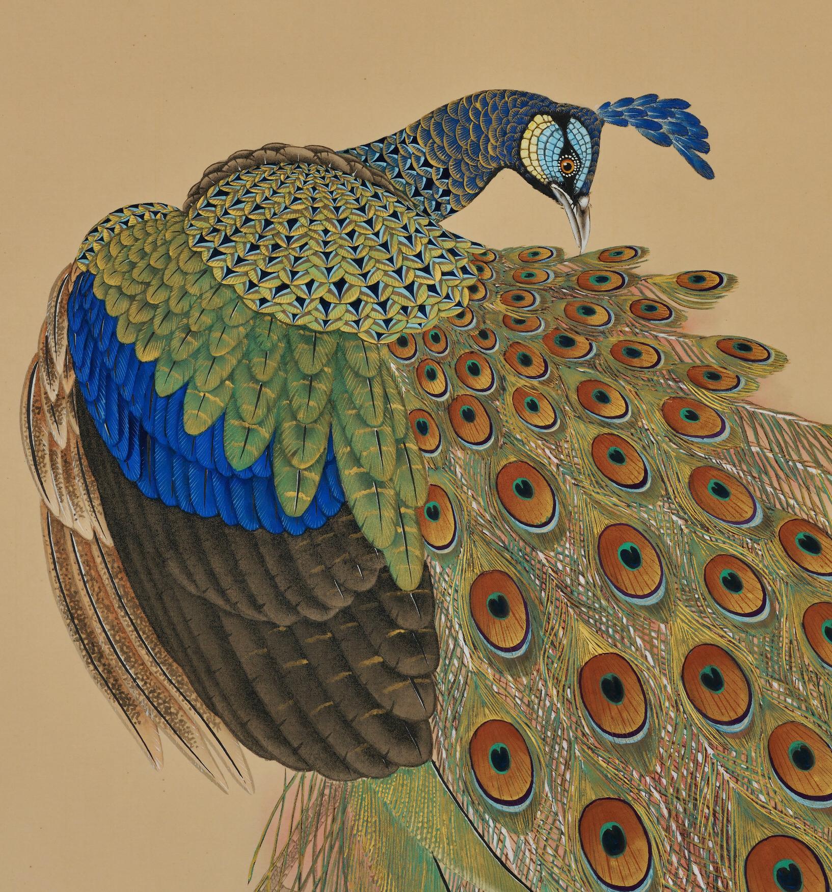 peacock era