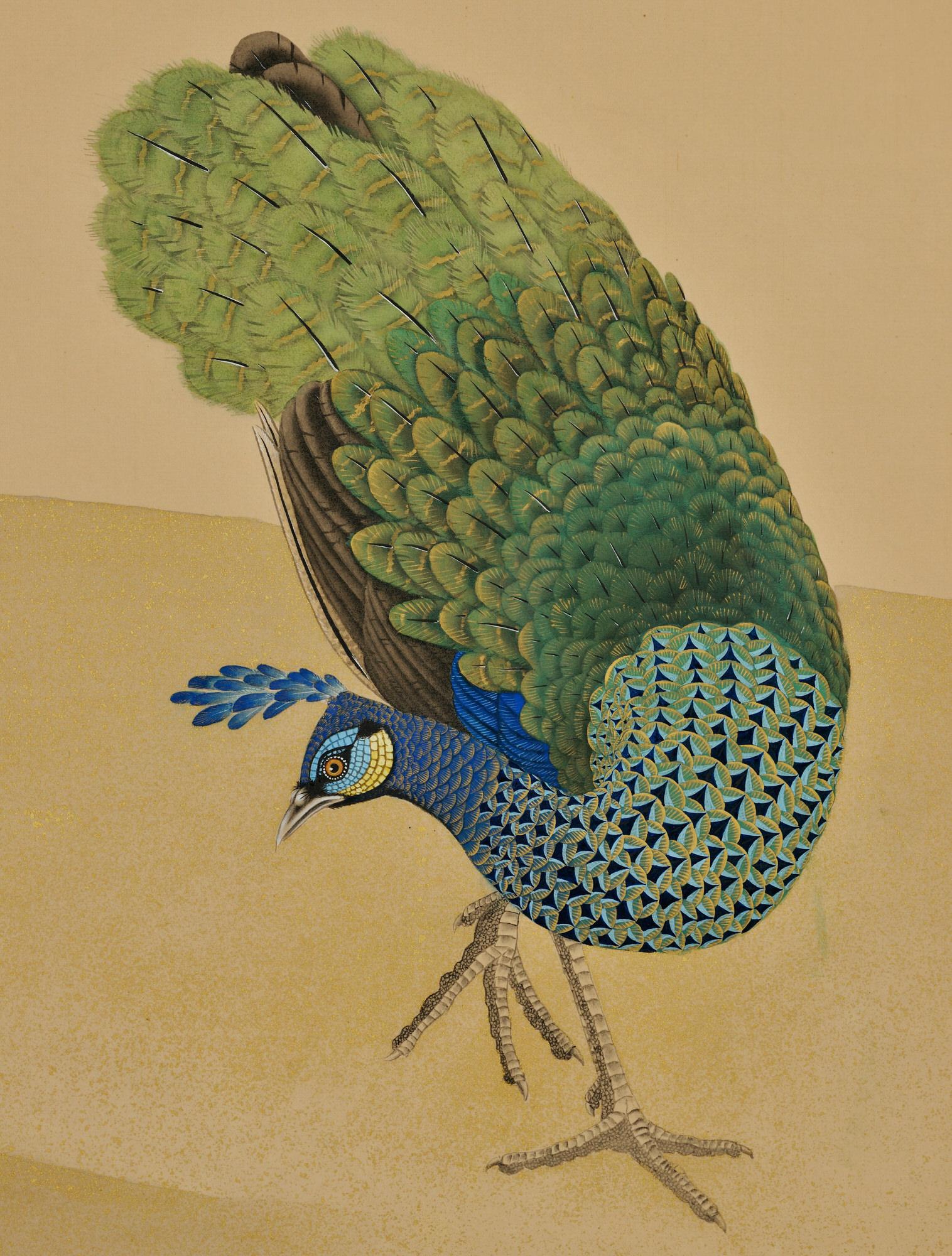japanese peacock painting