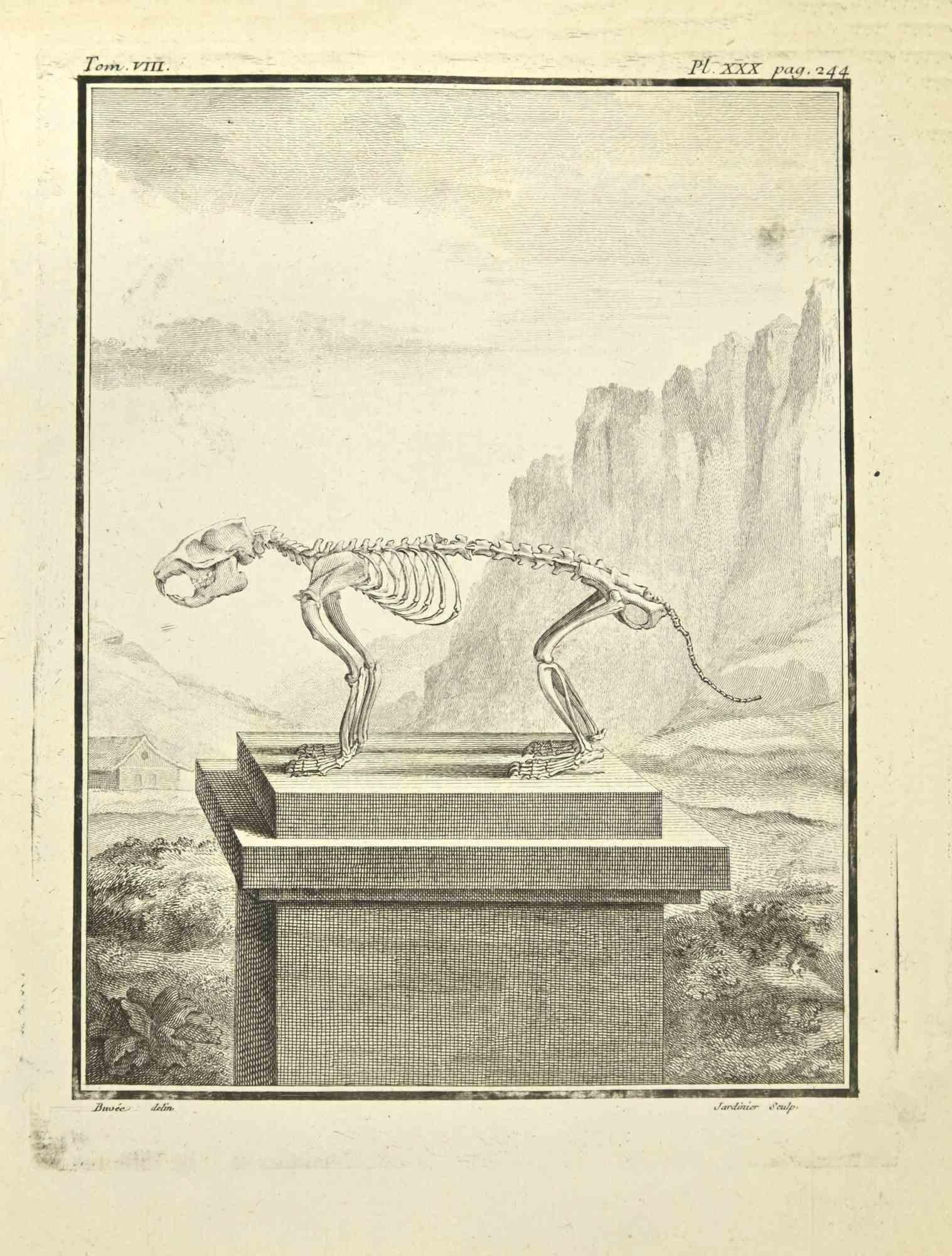 Skeleton is an etching realized by Jardinier in 1771.

The artwork Belongs to the suite "Histoire naturelle, générale et particulière avec la description du Cabinet du Roi". Paris: Imprimerie Royale, 1749-1771. 

Signed in plate.