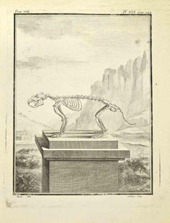 Used Skeleton - Etching by Donat Jardinier - 1771