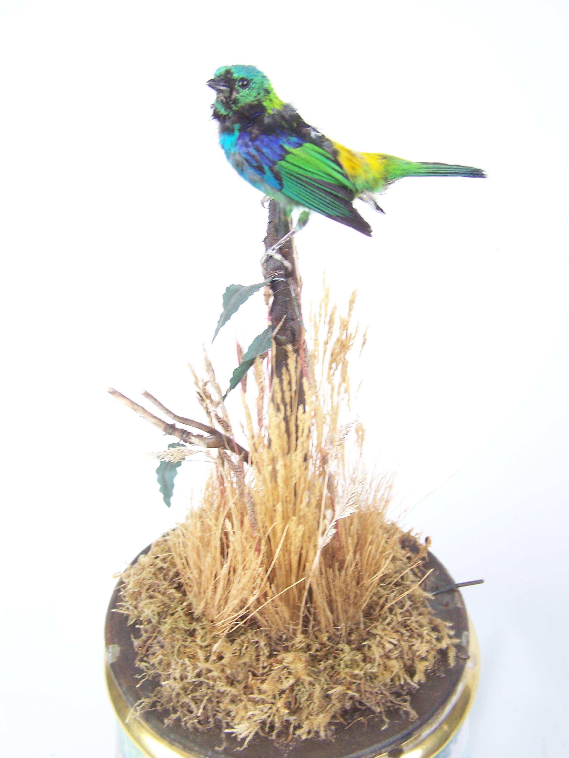 Jardinière Automaton Singvogel von Bontems im Angebot 3