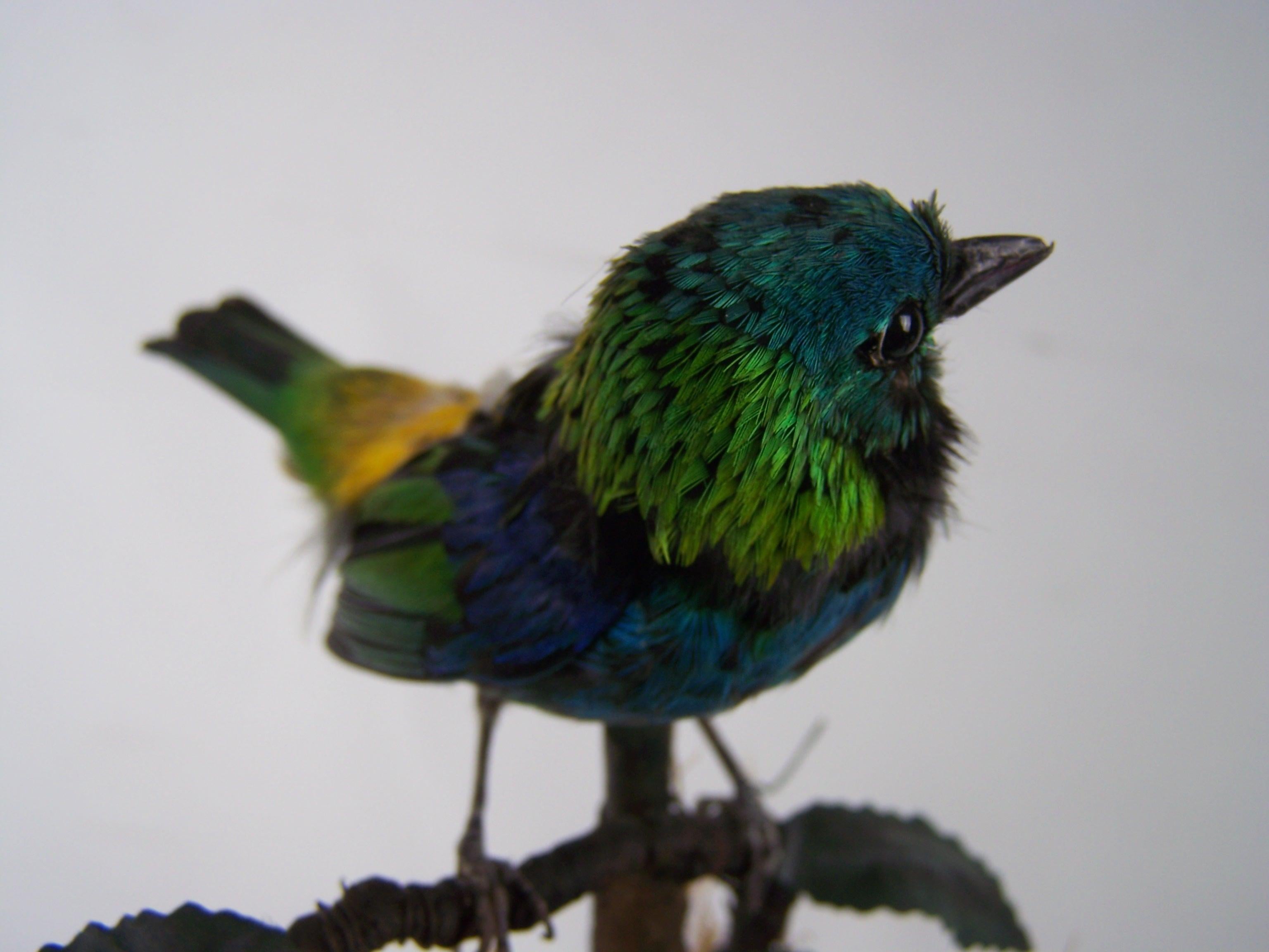 Jardinière Automaton Singvogel von Bontems im Angebot 7