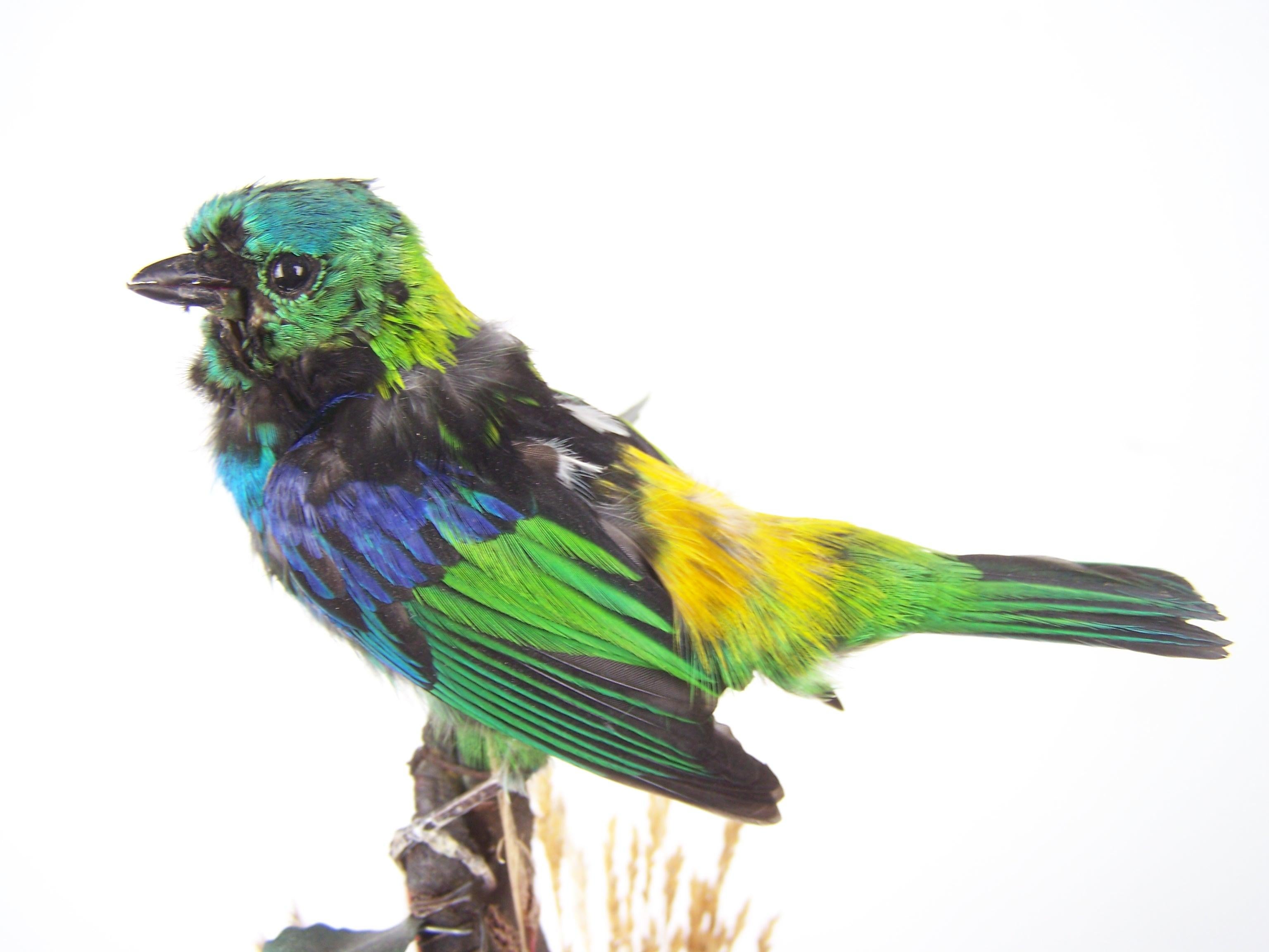 Jardinière Automaton Singvogel von Bontems im Angebot 1