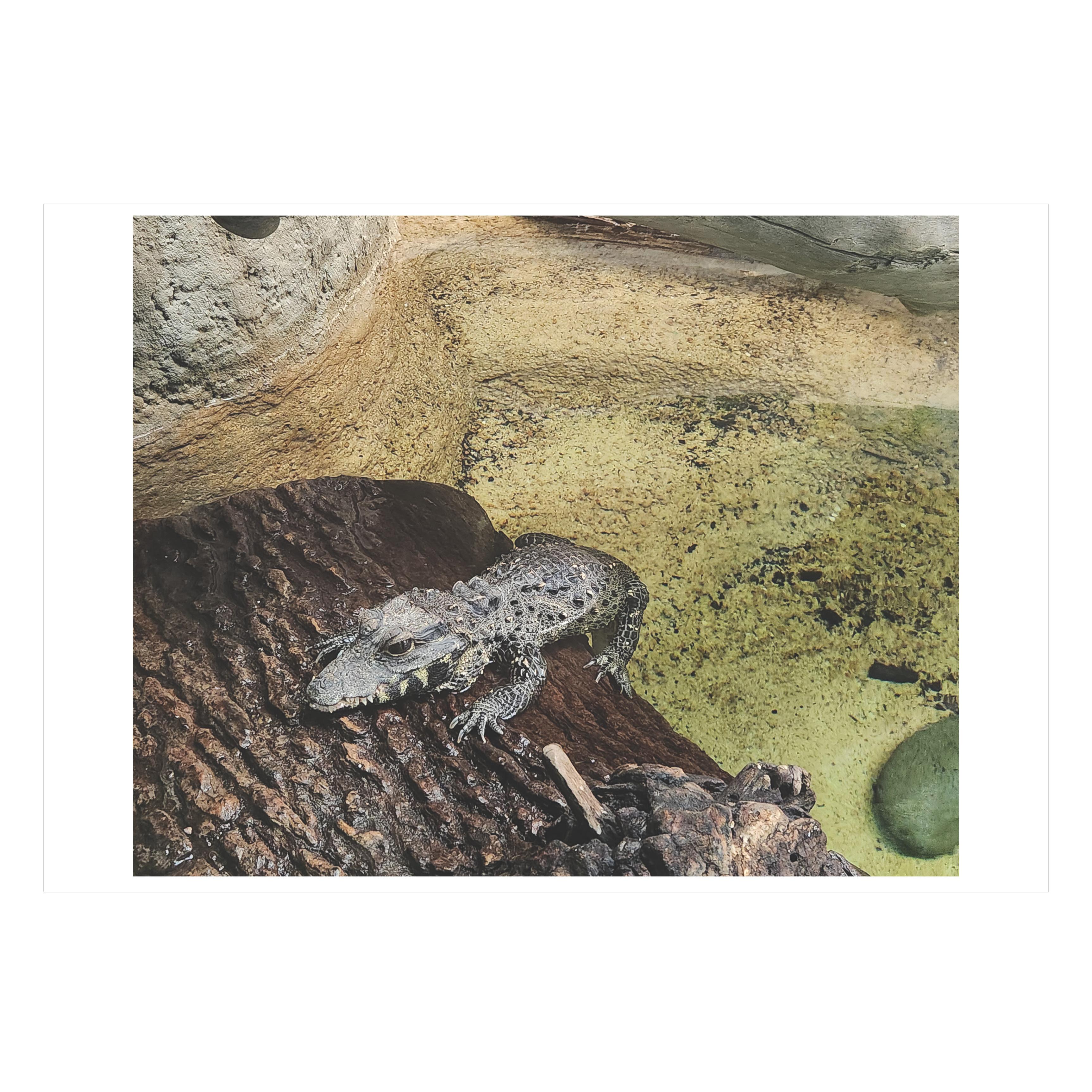 Alligator – Photograph von Jarrett Redd