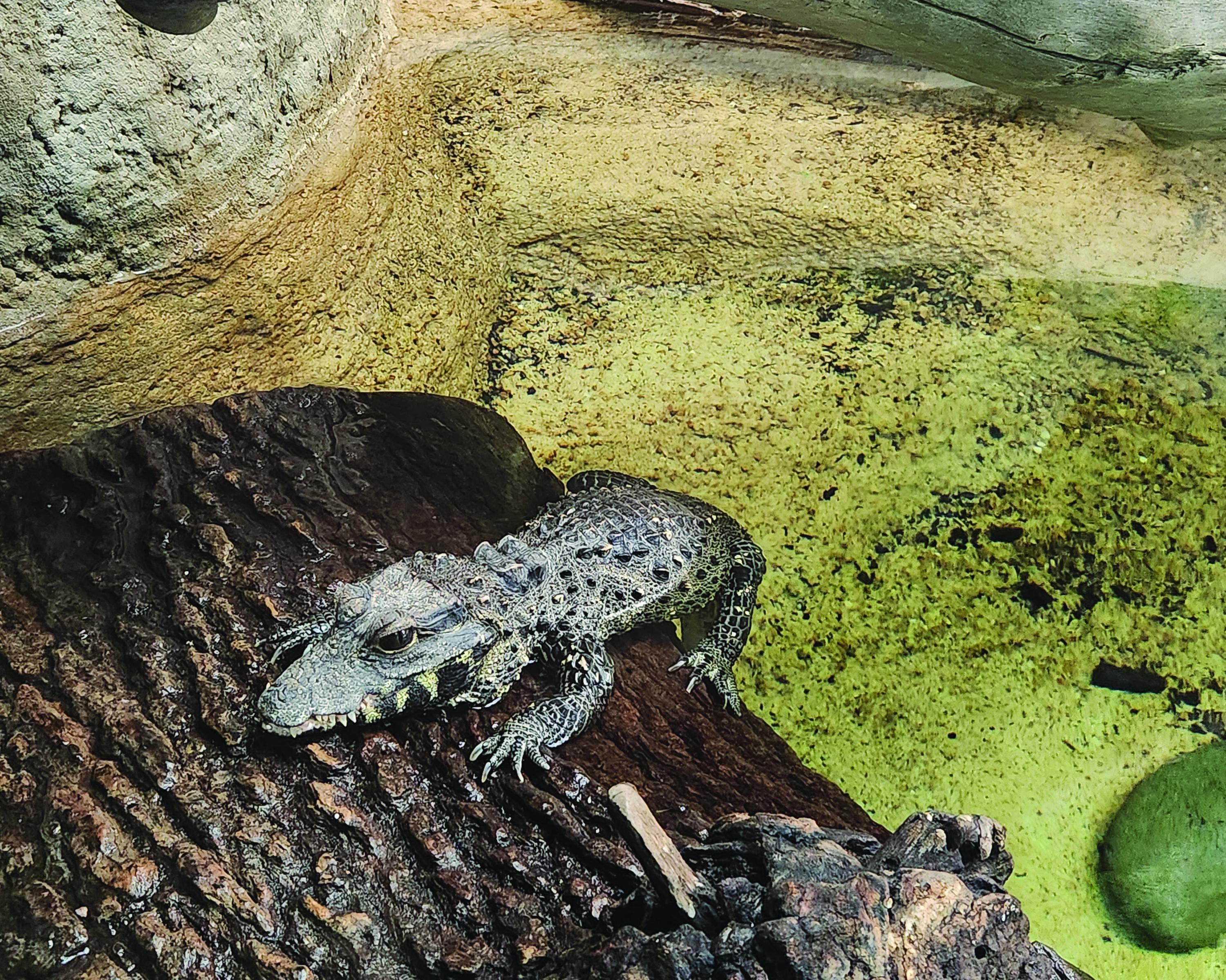 Jarrett Redd Color Photograph - Alligator