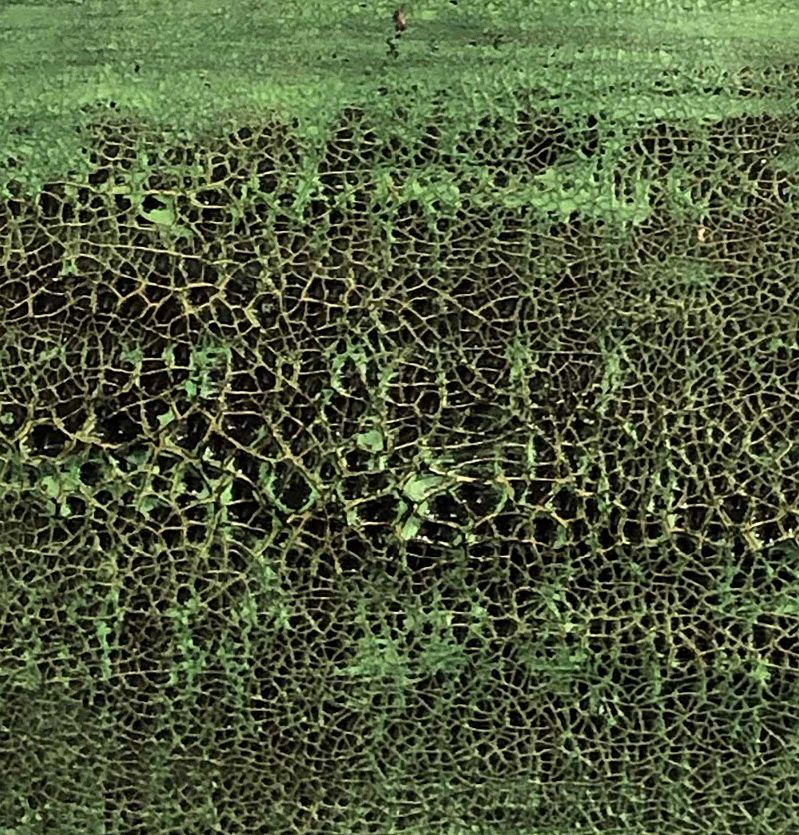 gaia 66, Mixed Media auf Papier im Angebot 1
