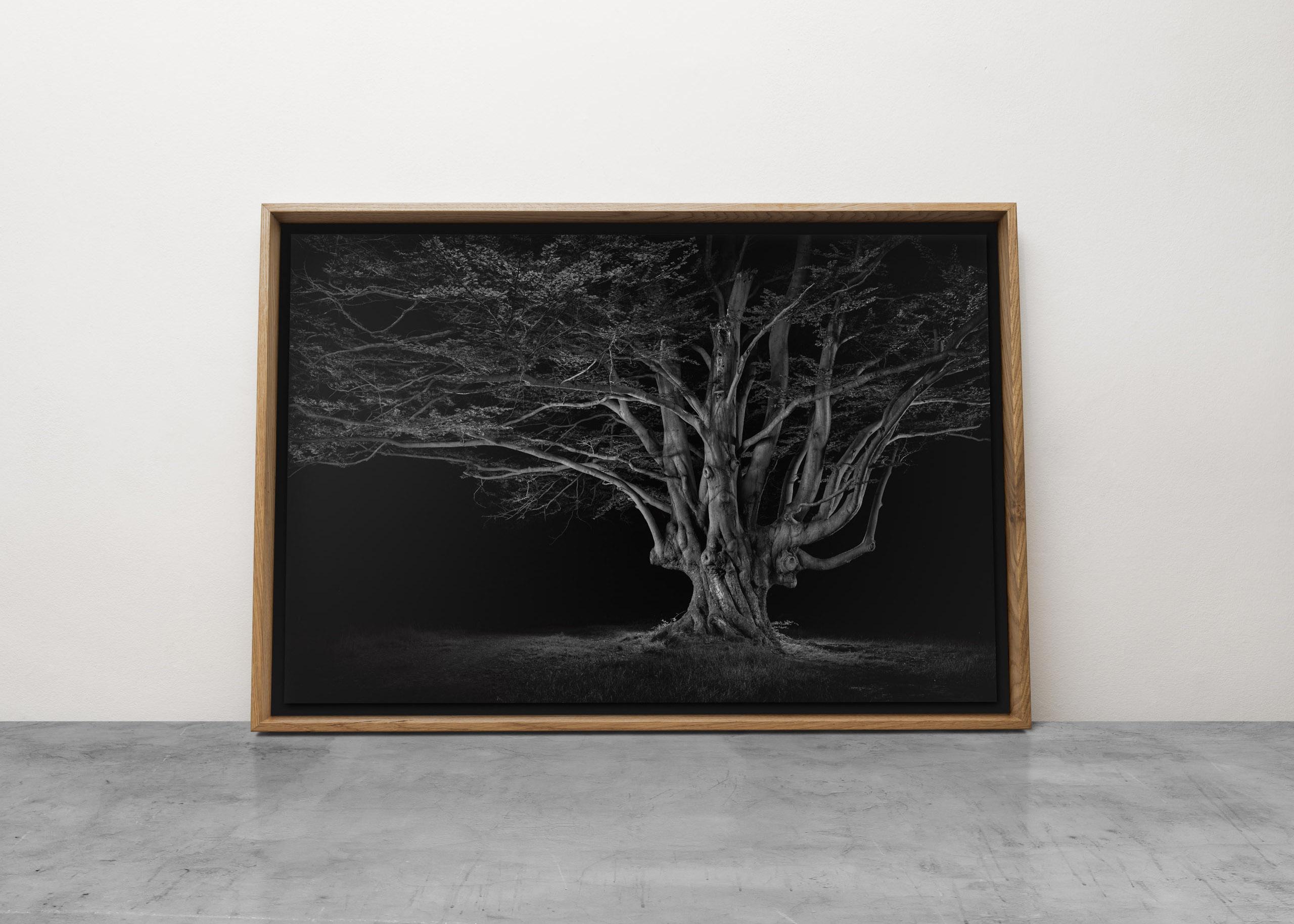 Ancient #02, Beech Pollard; Black and White Tree Landscape - Photograph by Jasper Goodall