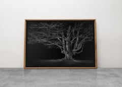 Ancient #02, Beech Pollard; Black and White Tree Landscape