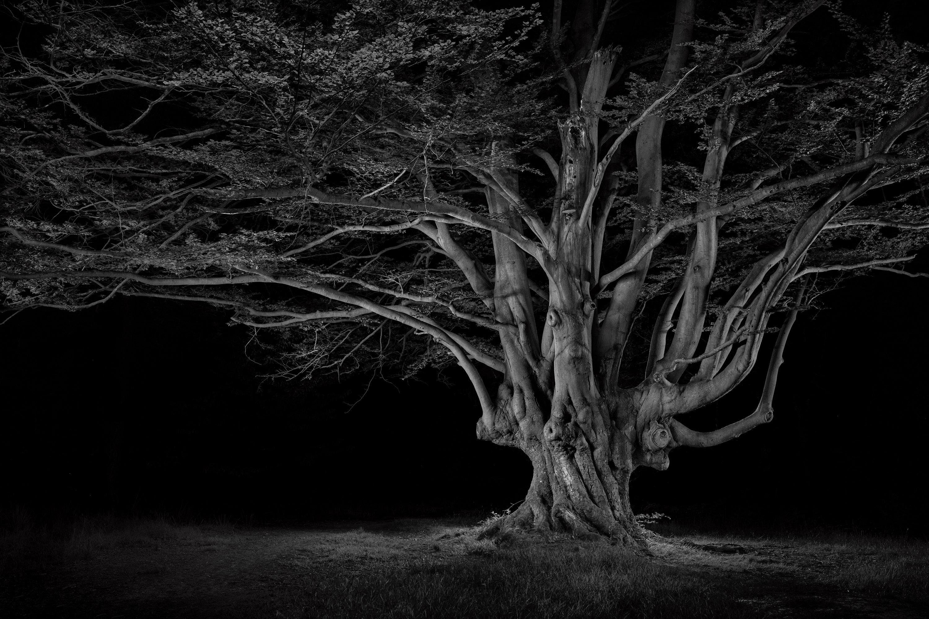 Ancient #02, Beeche Pollard ; paysage d'arbres en noir et blanc
