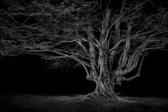 Ancient #02, Beech Pollard; Black and White Tree Landscape