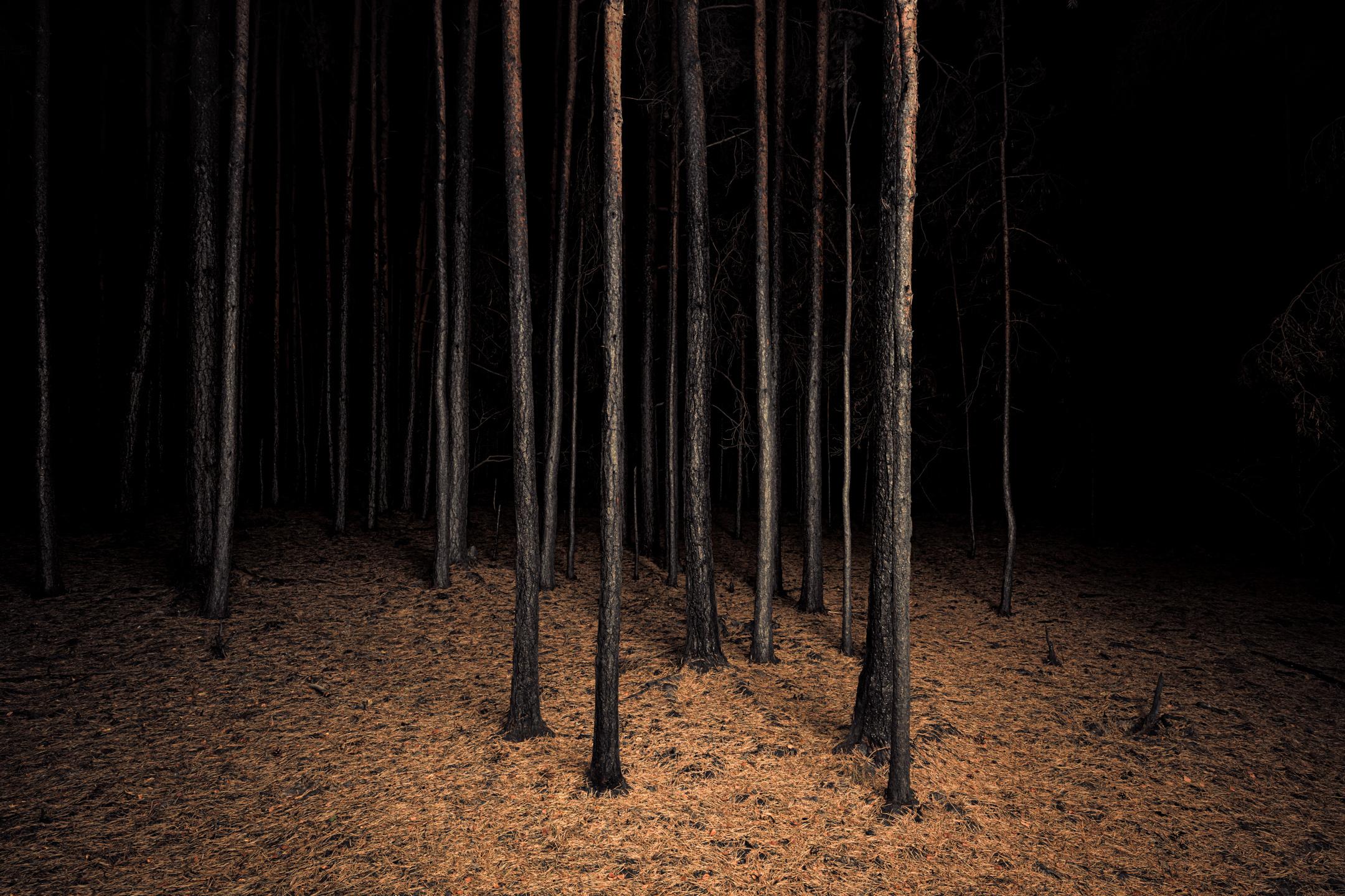 Burnt Place Twilight's Path Forest by Night Fine Art Print - Photograph by Jasper Goodall