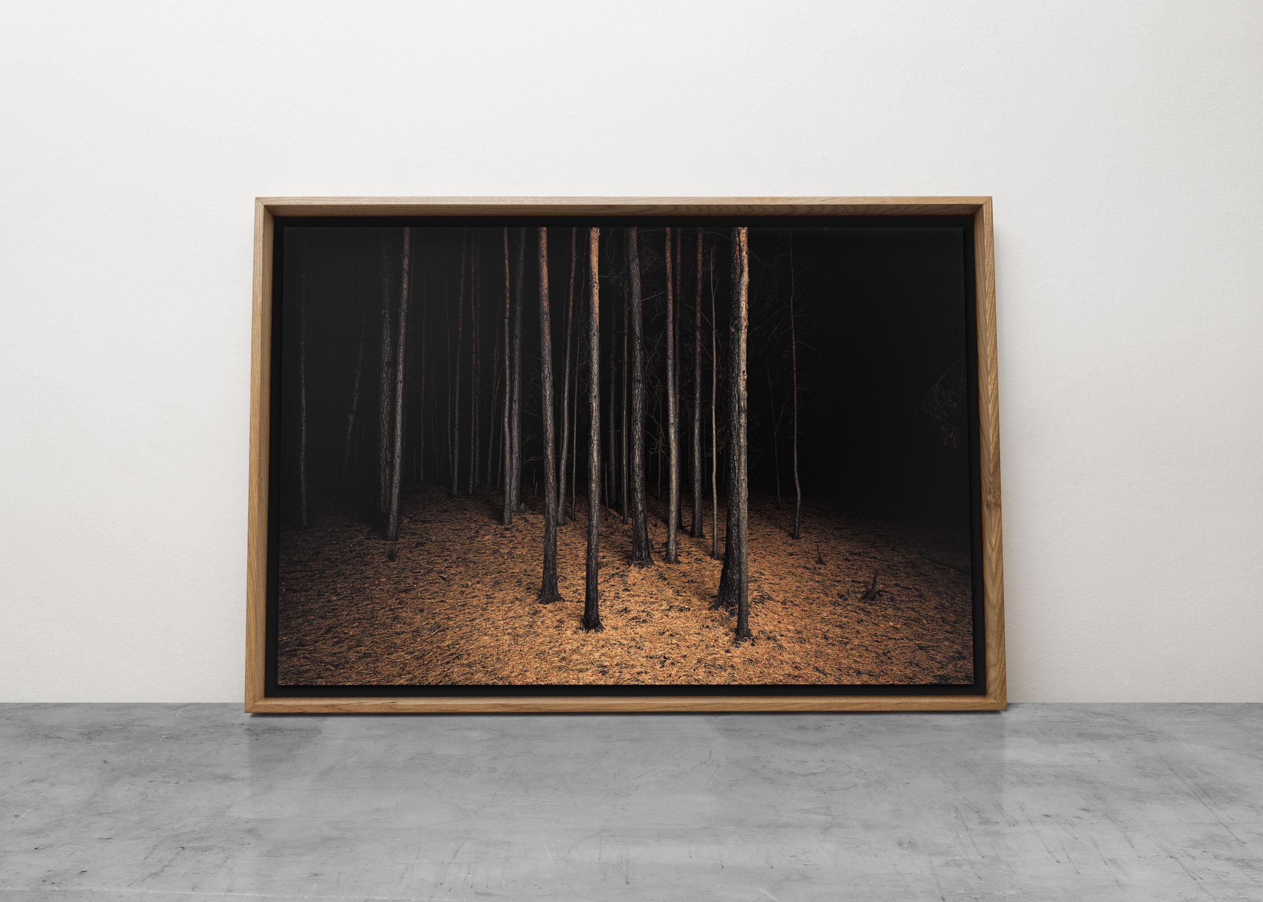 Impression d'œuvres d'art Burnt Place Twilight's Path Forest par Night - Noir Landscape Photograph par Jasper Goodall
