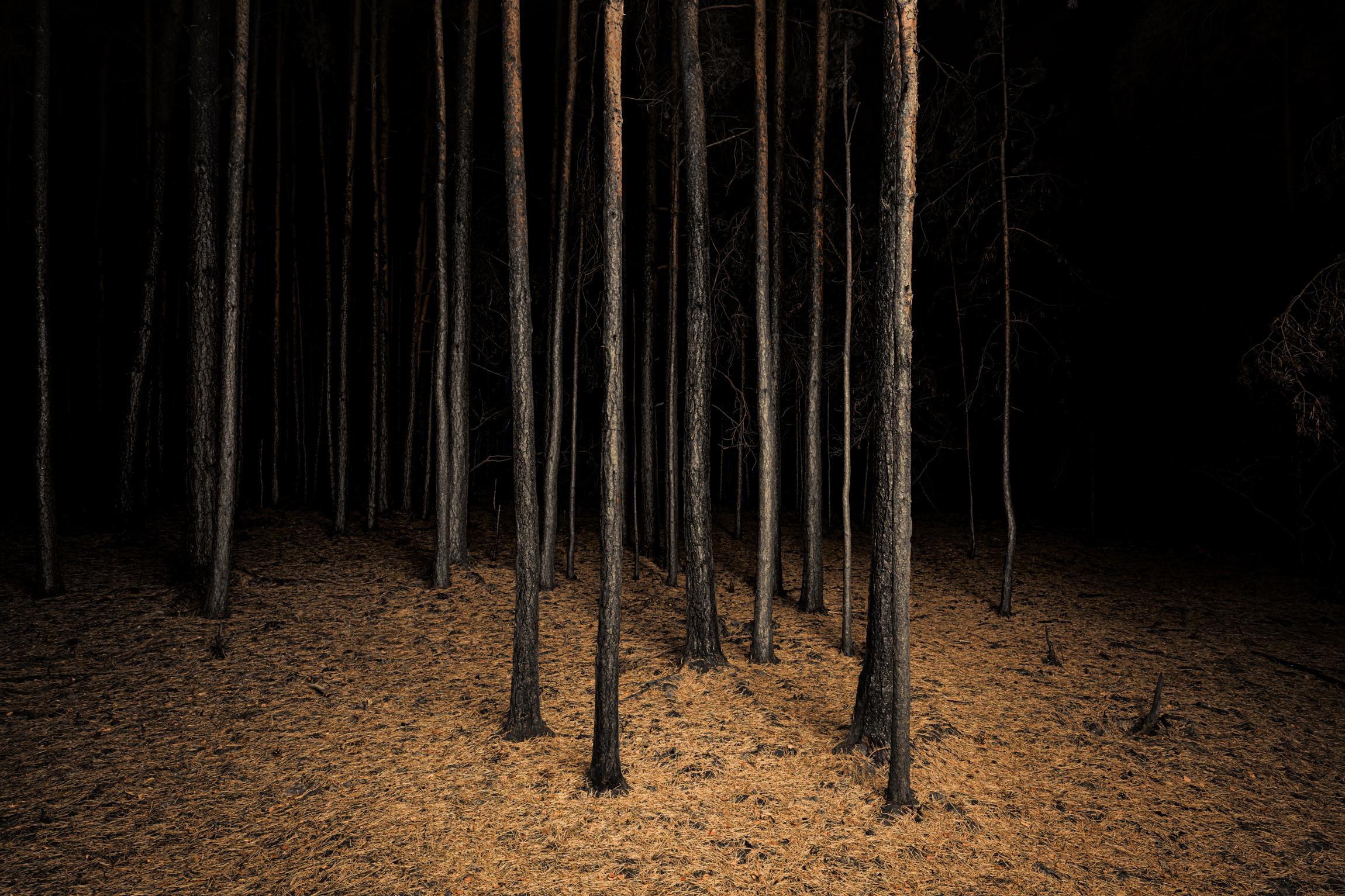 Jasper Goodall Landscape Photograph - Burnt Place Twilight's Path Forest by Night Fine Art Print