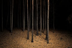 Used Burnt Place Twilight's Path Forest by Night Fine Art Print
