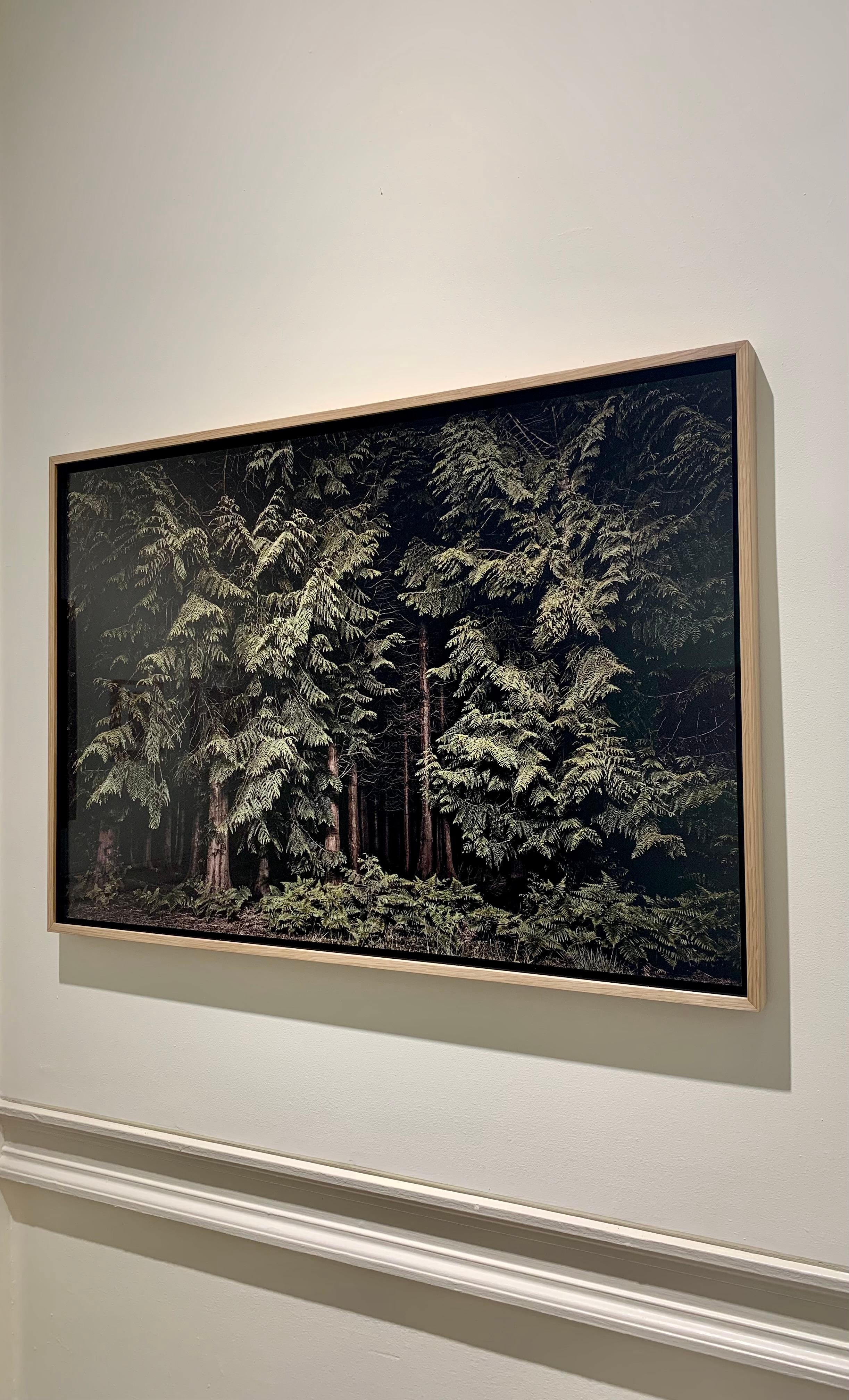Cedars, Twilight's Pat 001 - Forest at night... - Contemporary Photograph by Jasper Goodall
