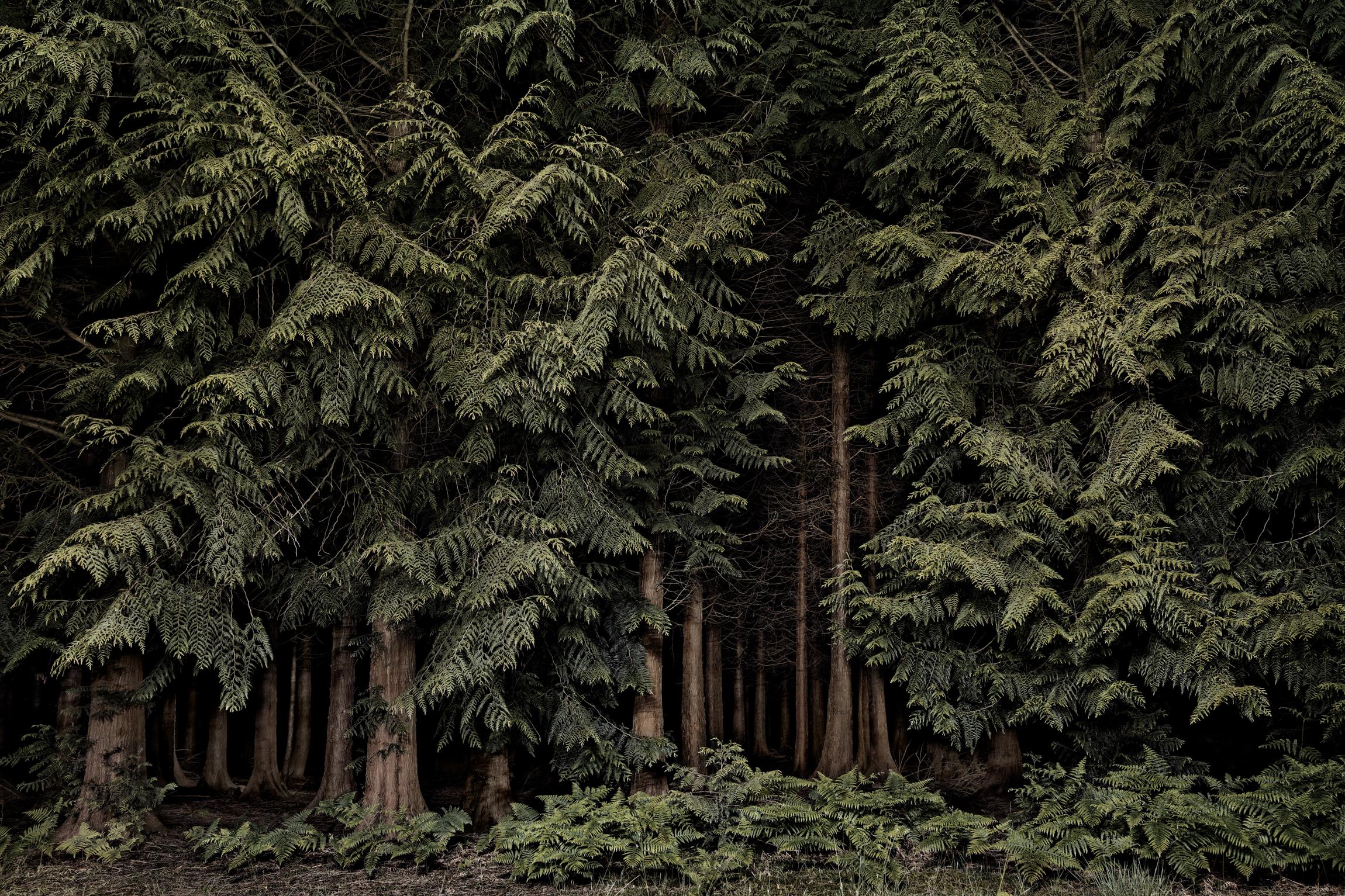 Jasper Goodall Landscape Photograph – Zedernholz, Twilight's Pat 001 – Wald bei Nacht...