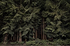 Cedars, Twilight's Pat 001 - La forêt de la nuit...