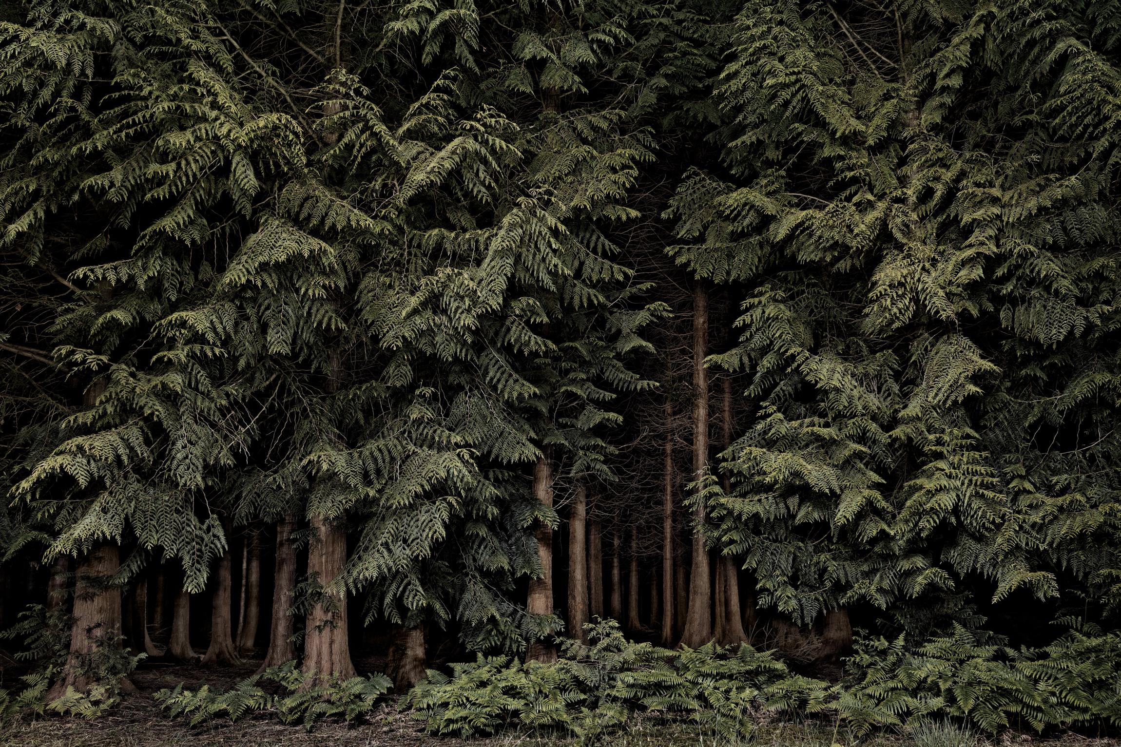 Large Photographic Print: Cedars, Twilight's Path, Forest at night, England - Brown Color Photograph by Jasper Goodall
