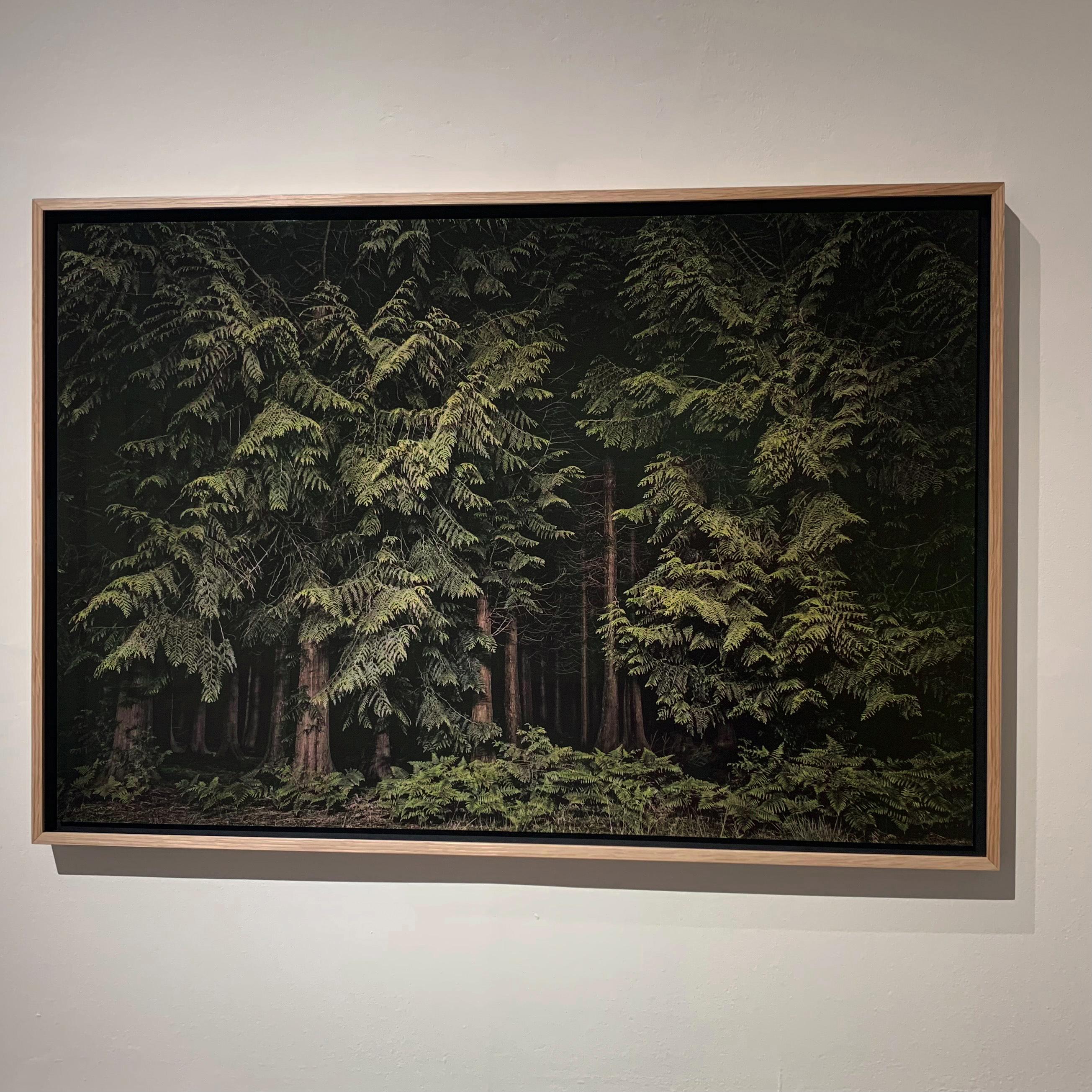 Cedars - A dense stand of western red cedar guard the path into the darkness beyond the lamplight. A gap in the foliage creates a void, an invitation to enter into an unknown and uncertain space...

Over a three-year period, Goodall has visited