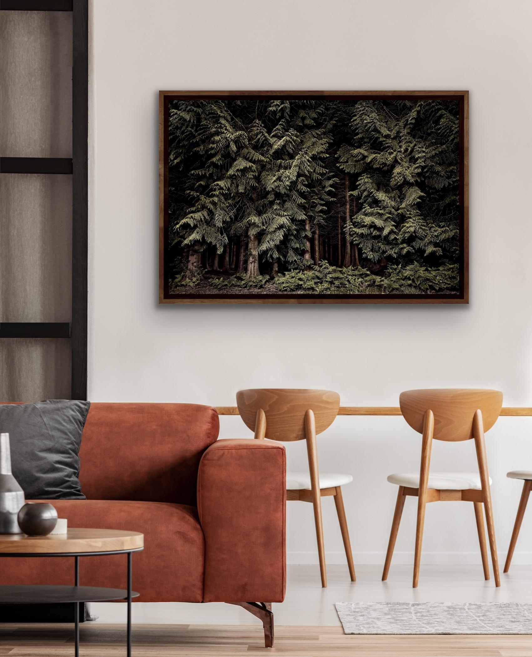 Large Photographic Print: Cedars, Twilight's Path, Forest at night, England For Sale 1