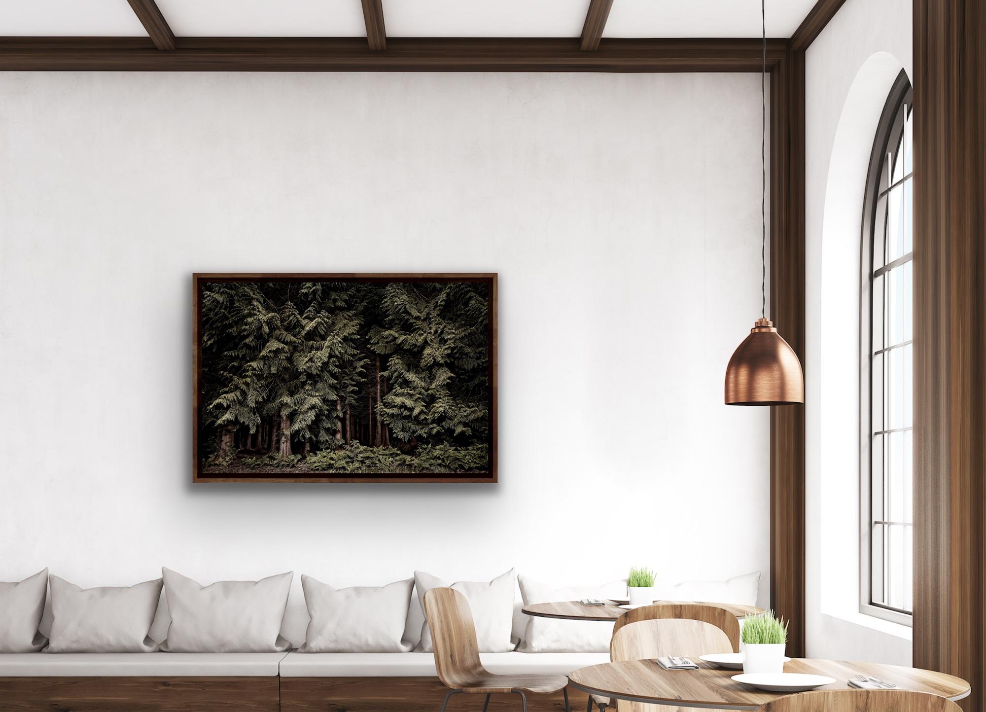 Large Photographic Print: Cedars, Twilight's Path, Forest at night, England For Sale 2