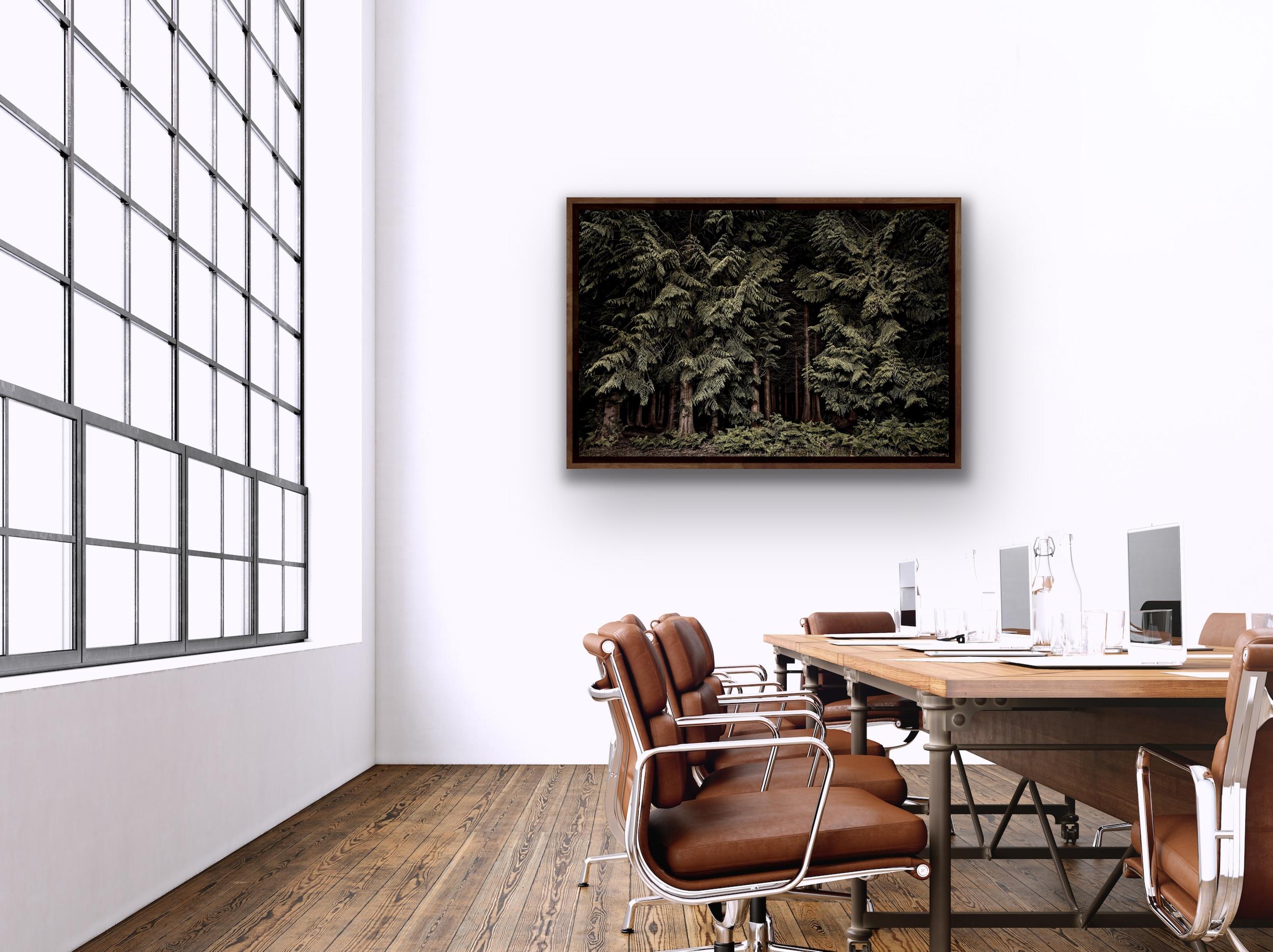 Large Photographic Print: Cedars, Twilight's Path, Forest at night, England For Sale 4