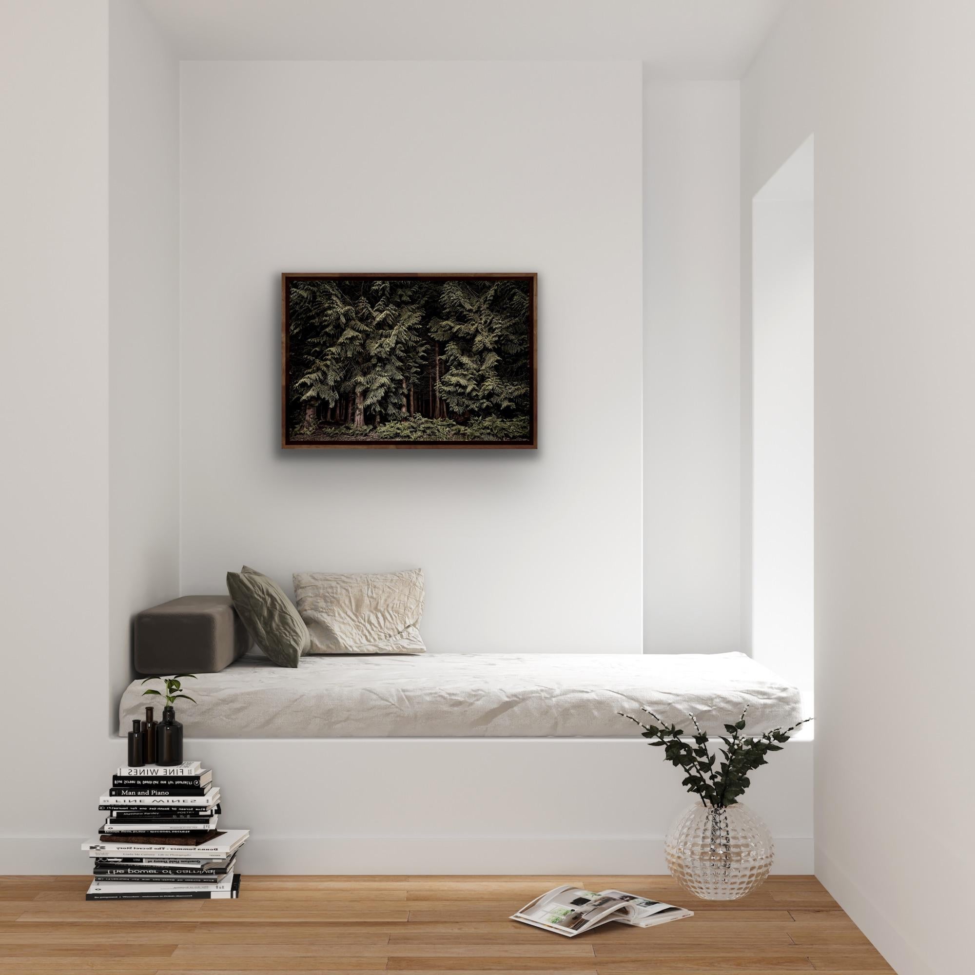 Large Photographic Print: Cedars, Twilight's Path, Forest at night, England For Sale 5