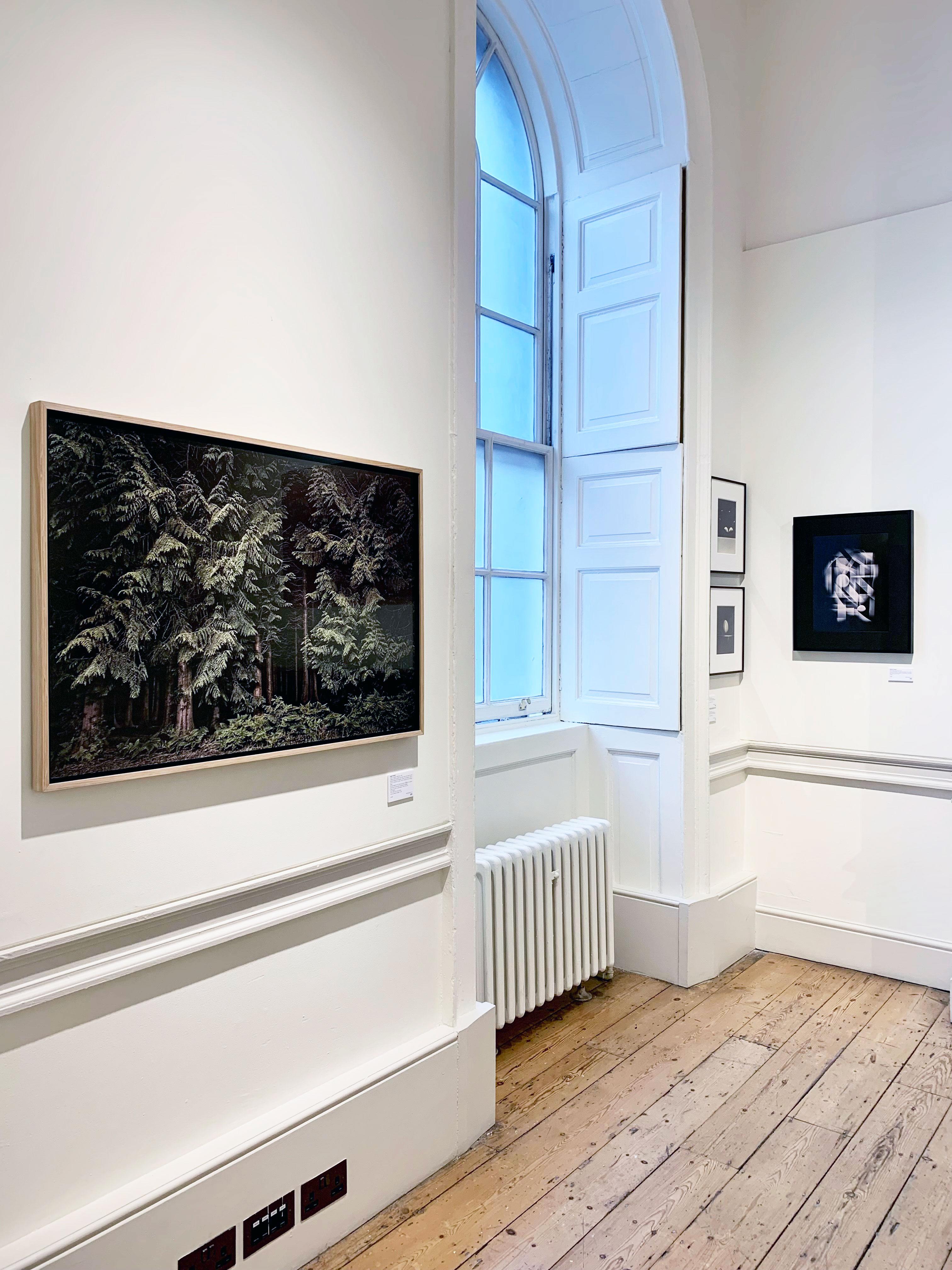Large Photographic Print: Cedars, Twilight's Path, Forest at night, England For Sale 6
