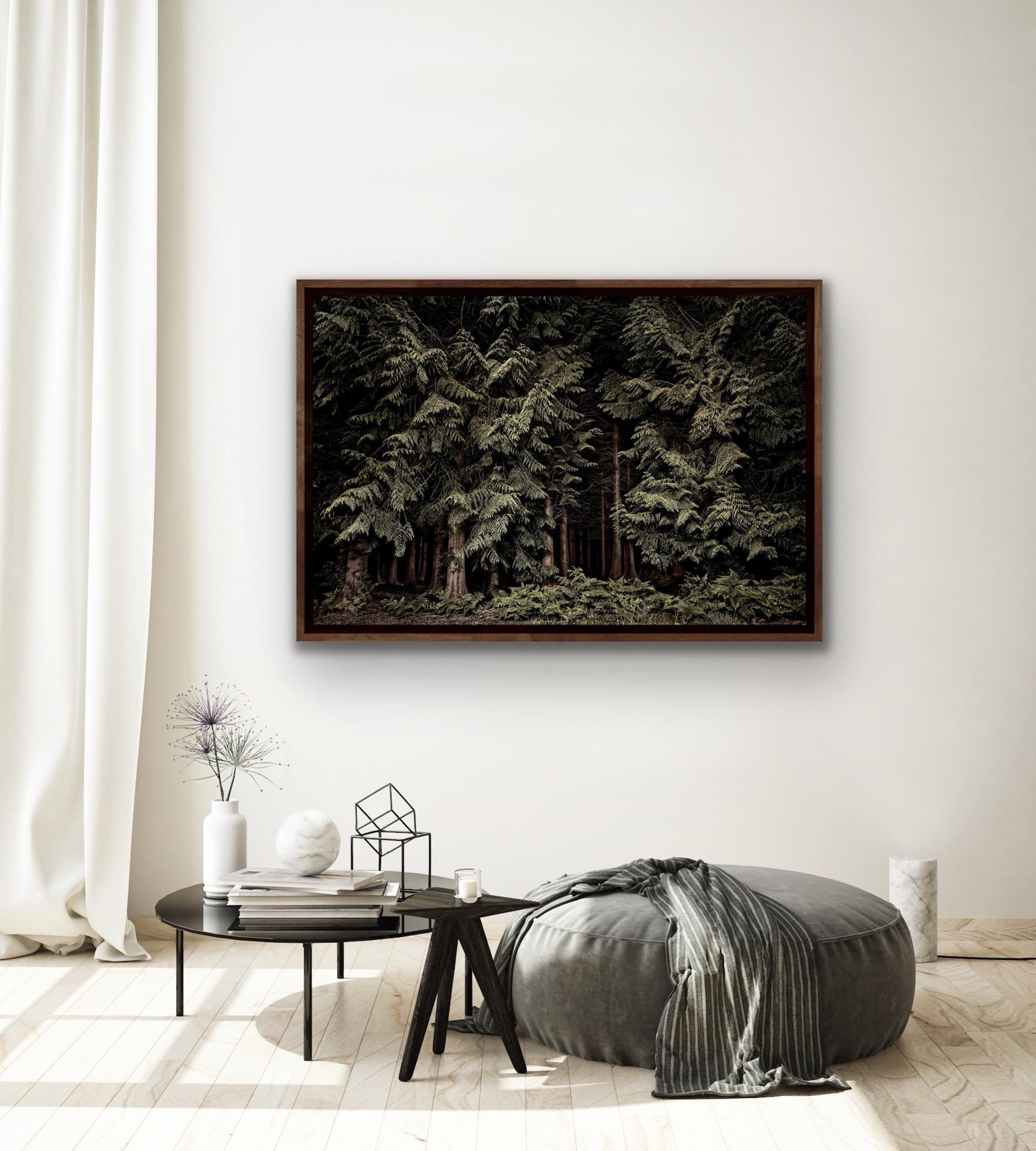 Zedern - Twilight's Path 001, Grüner Wald bei Nacht im Angebot 5