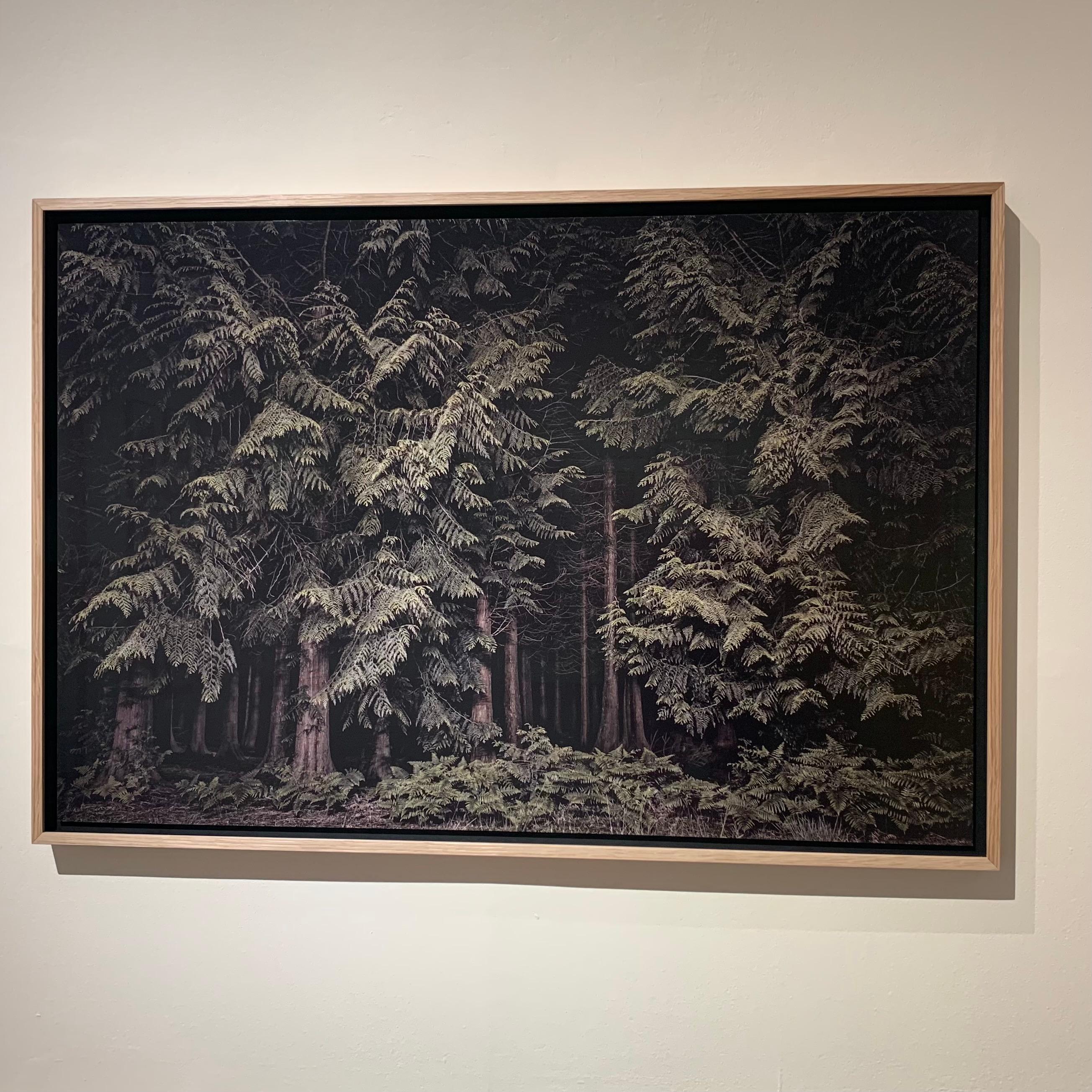 Zedern - Twilight's Path 001, Grüner Wald bei Nacht – Photograph von Jasper Goodall