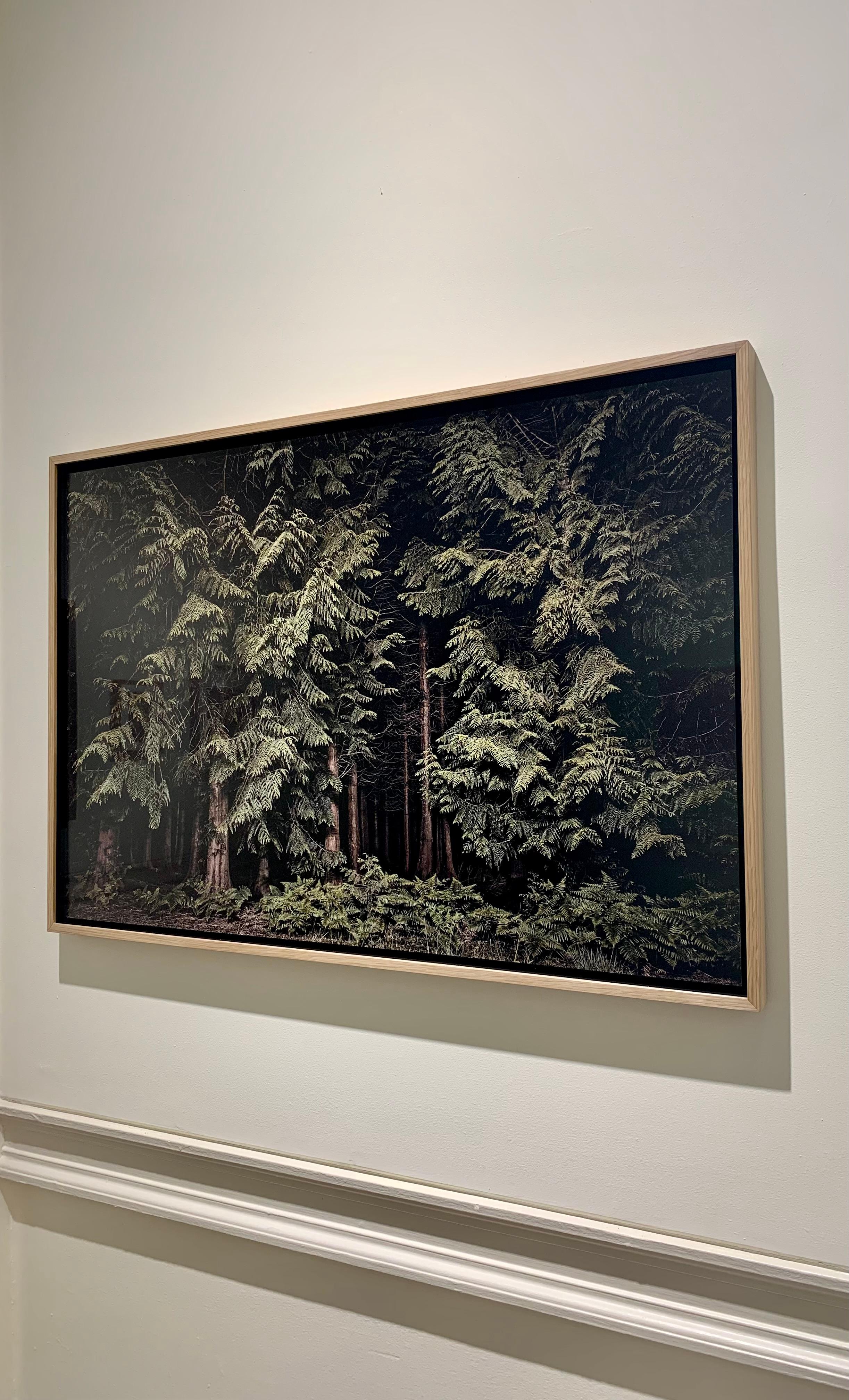 Zedern - Twilight's Path 001, Grüner Wald bei Nacht (Zeitgenössisch), Photograph, von Jasper Goodall