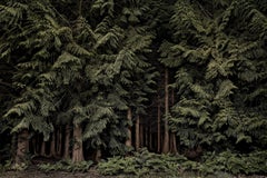 Cedars - Twilight's Path 001, Forêt verte de nuit