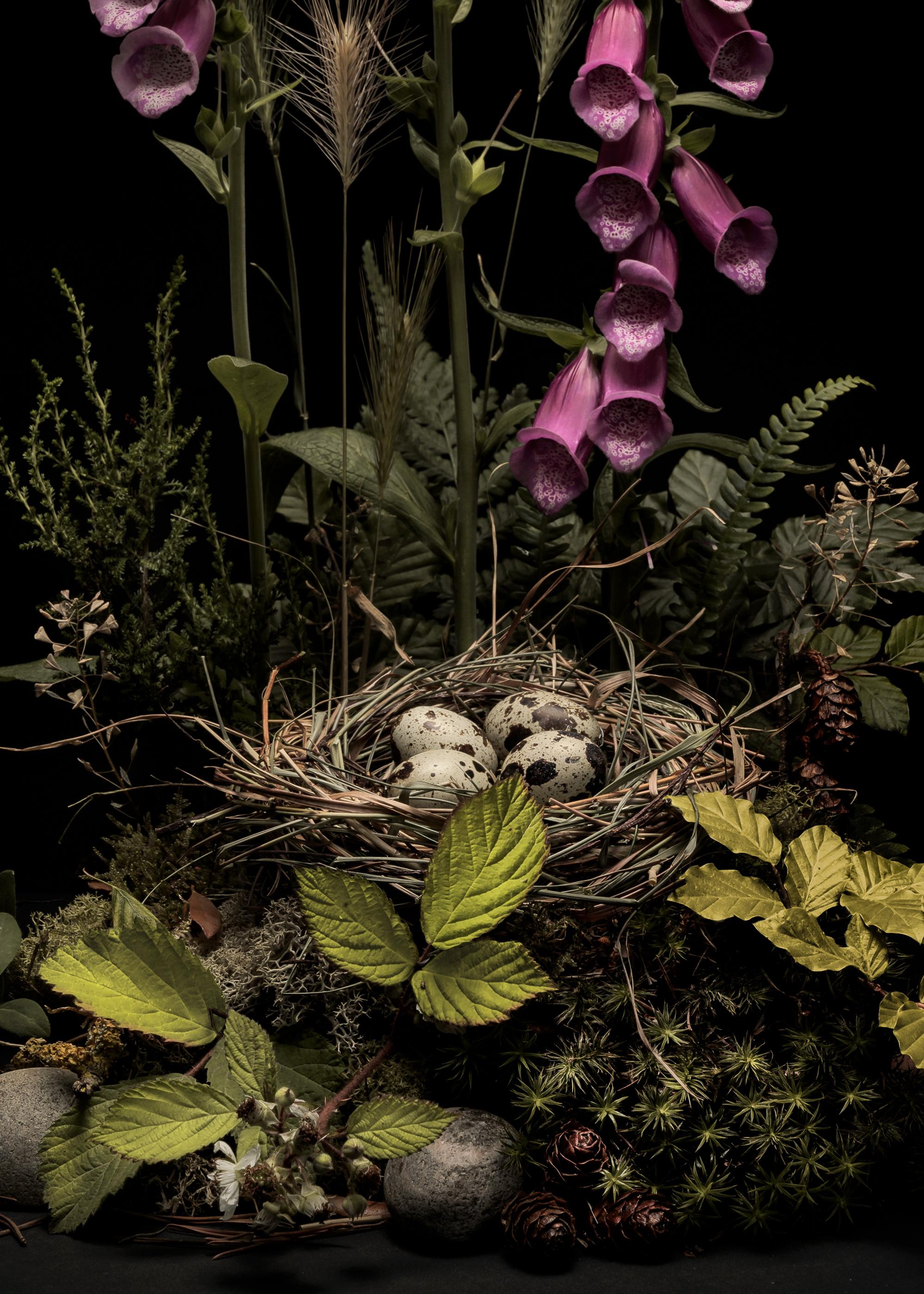 Dar Flora n°5, May Foxgloves, un arrangement floral de fleurs et de plantes sauvages - Photograph de Jasper Goodall