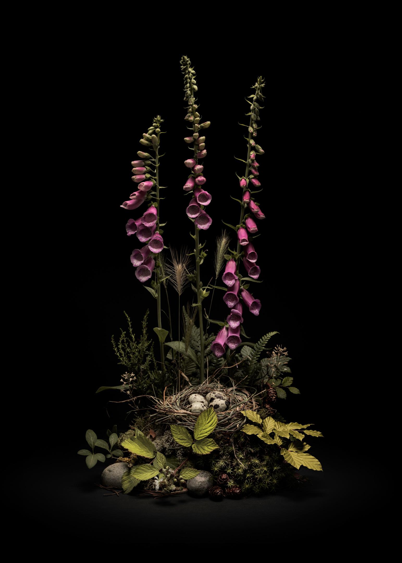 Color Photograph Jasper Goodall - Dar Flora n°5, May Foxgloves, un arrangement floral de fleurs et de plantes sauvages
