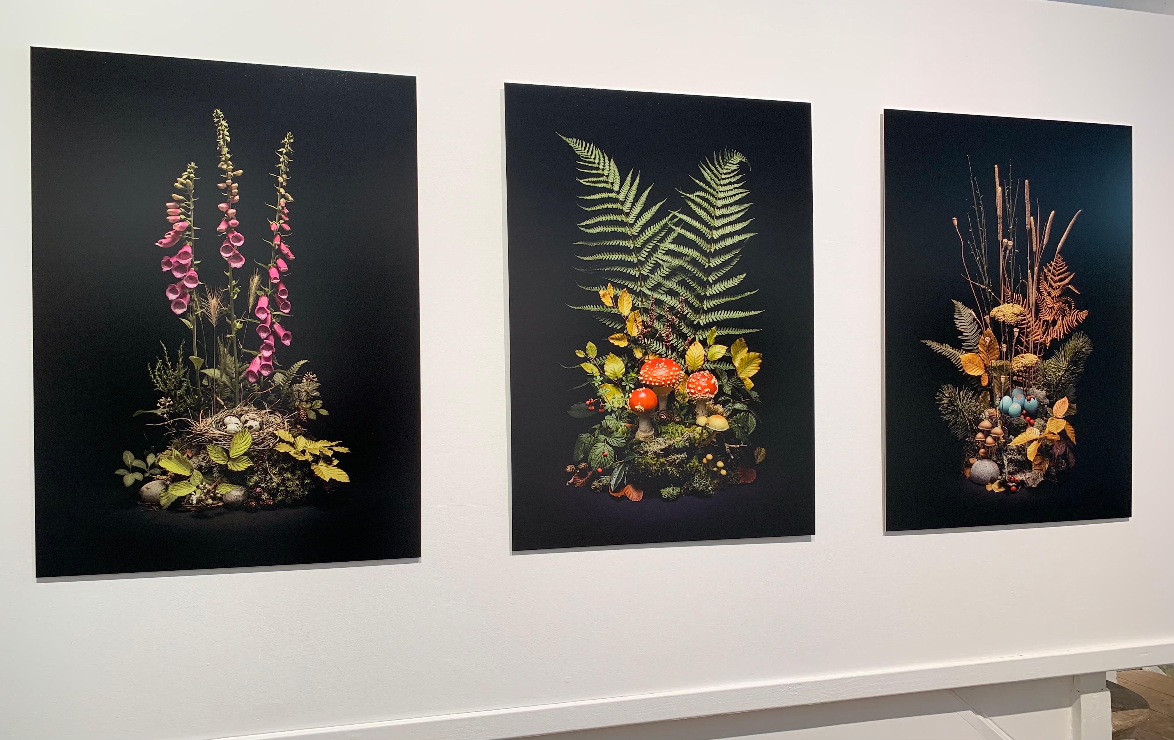 Dar Flora: Fly Argaric, May Foxgloves & Autumn Weald - 3 x Framed Prints Set For Sale 6