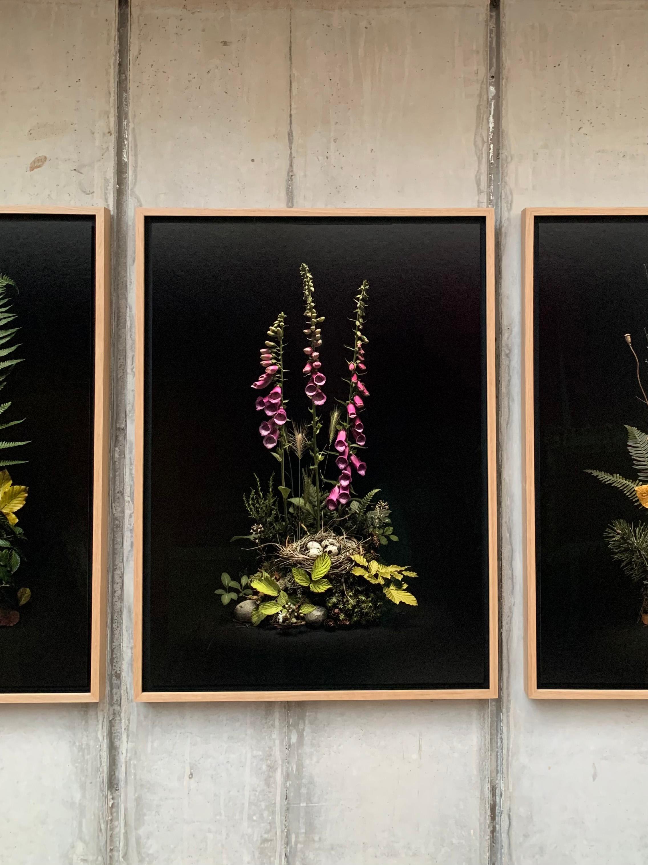 Dar Flora: Fly Argaric, May Foxgloves & Autumn Weald - 3 x Framed Prints Set - Contemporary Photograph by Jasper Goodall