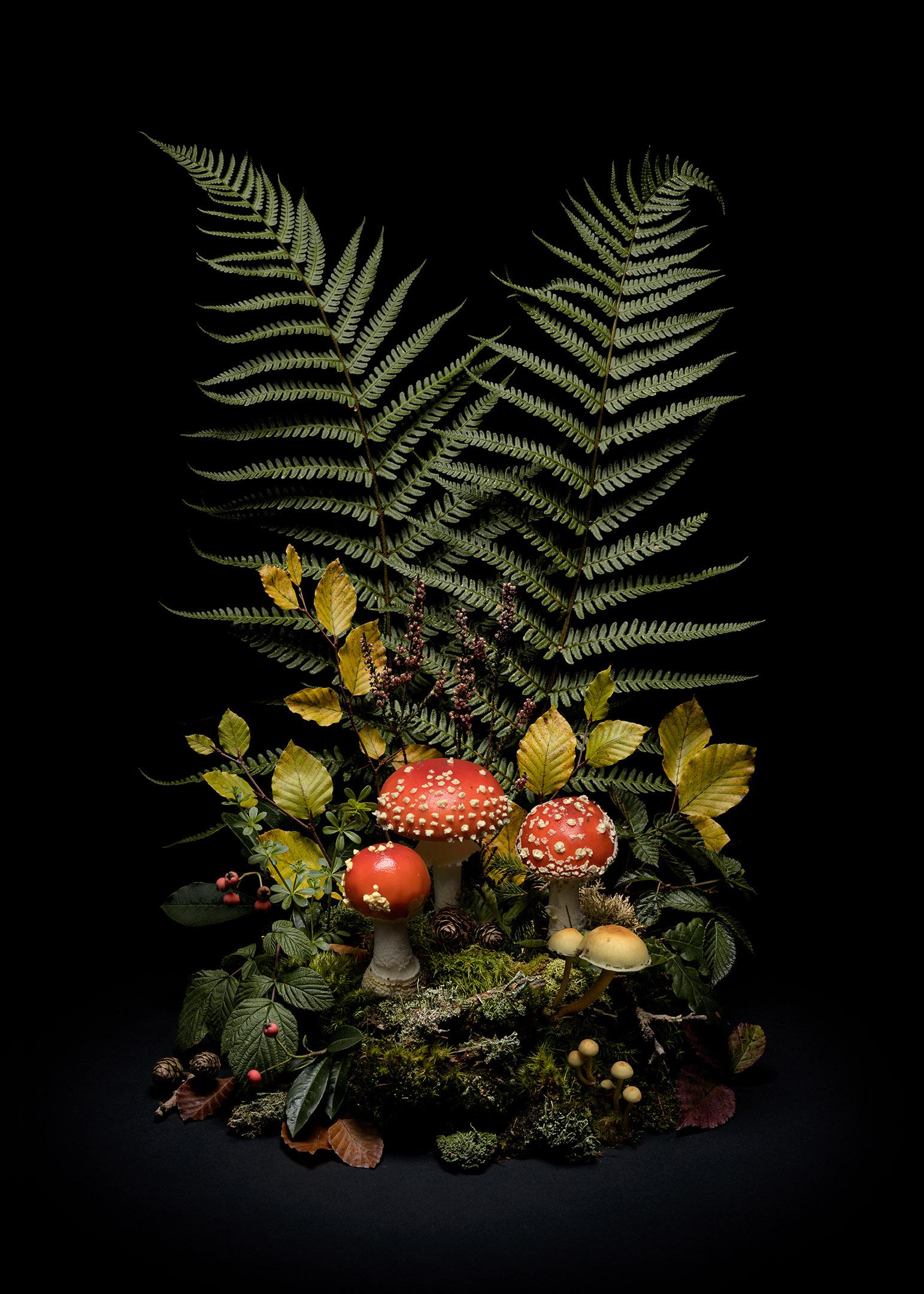 Jasper Goodall Still-Life Photograph – Dar Flora: Fly Argaric, May Foxgloves & Autumn Weald - 3 x gerahmtes Druck-Set