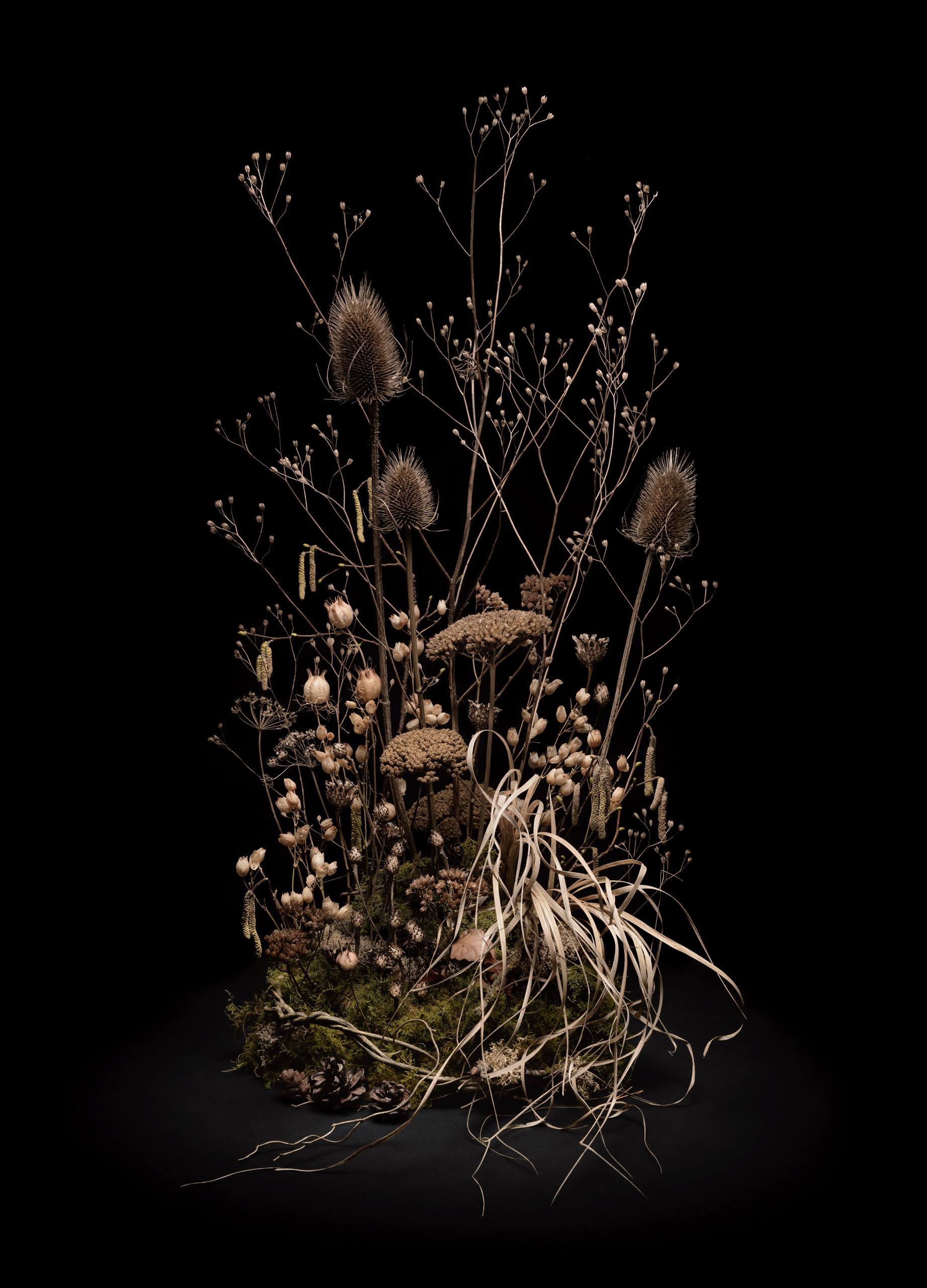 Jasper Goodall Still-Life Photograph – Dunkle Flora #8, Skelette des Sommers, 