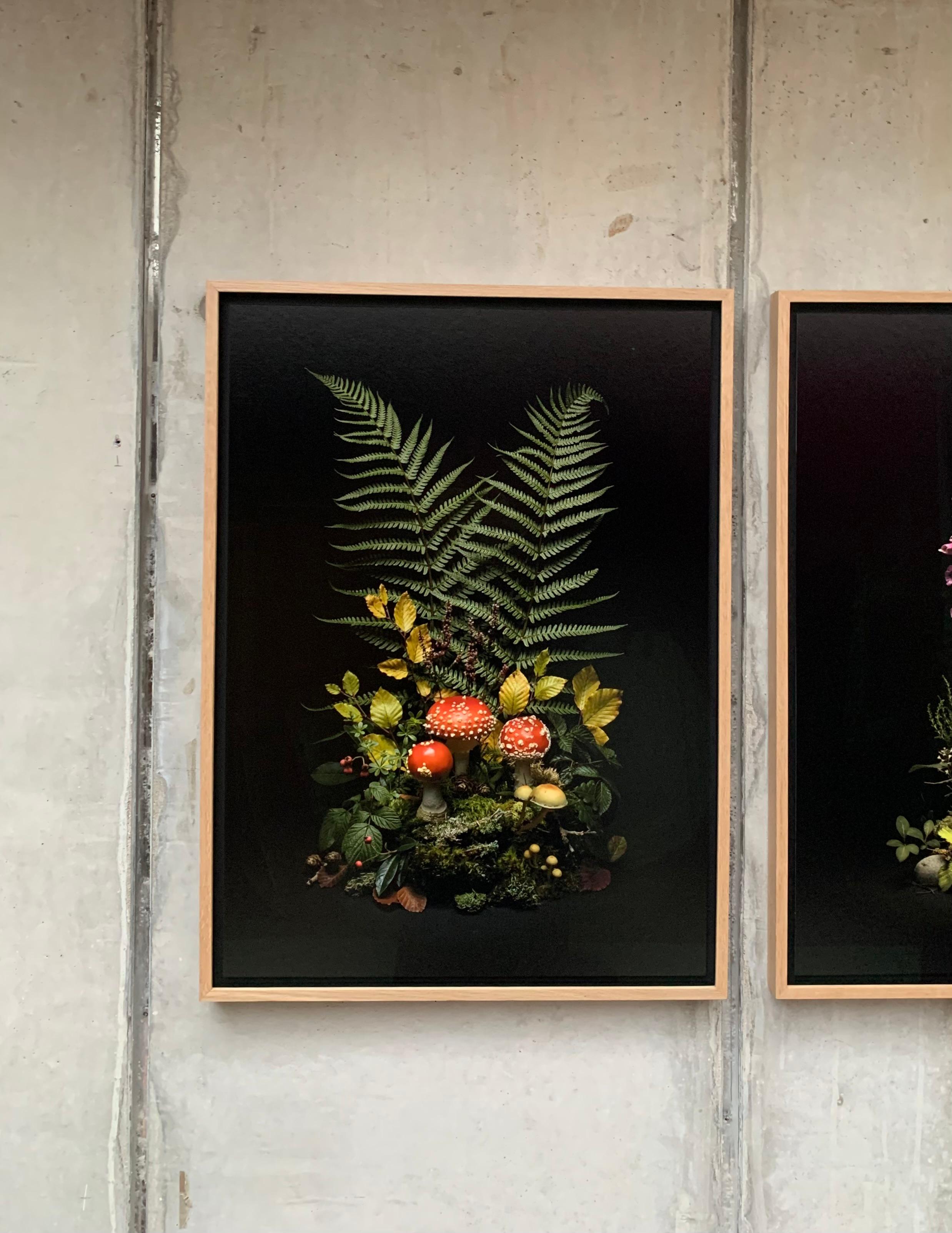 Dark Flora: Fly Argaric - mounted print and framed in oak - Print by Jasper Goodall
