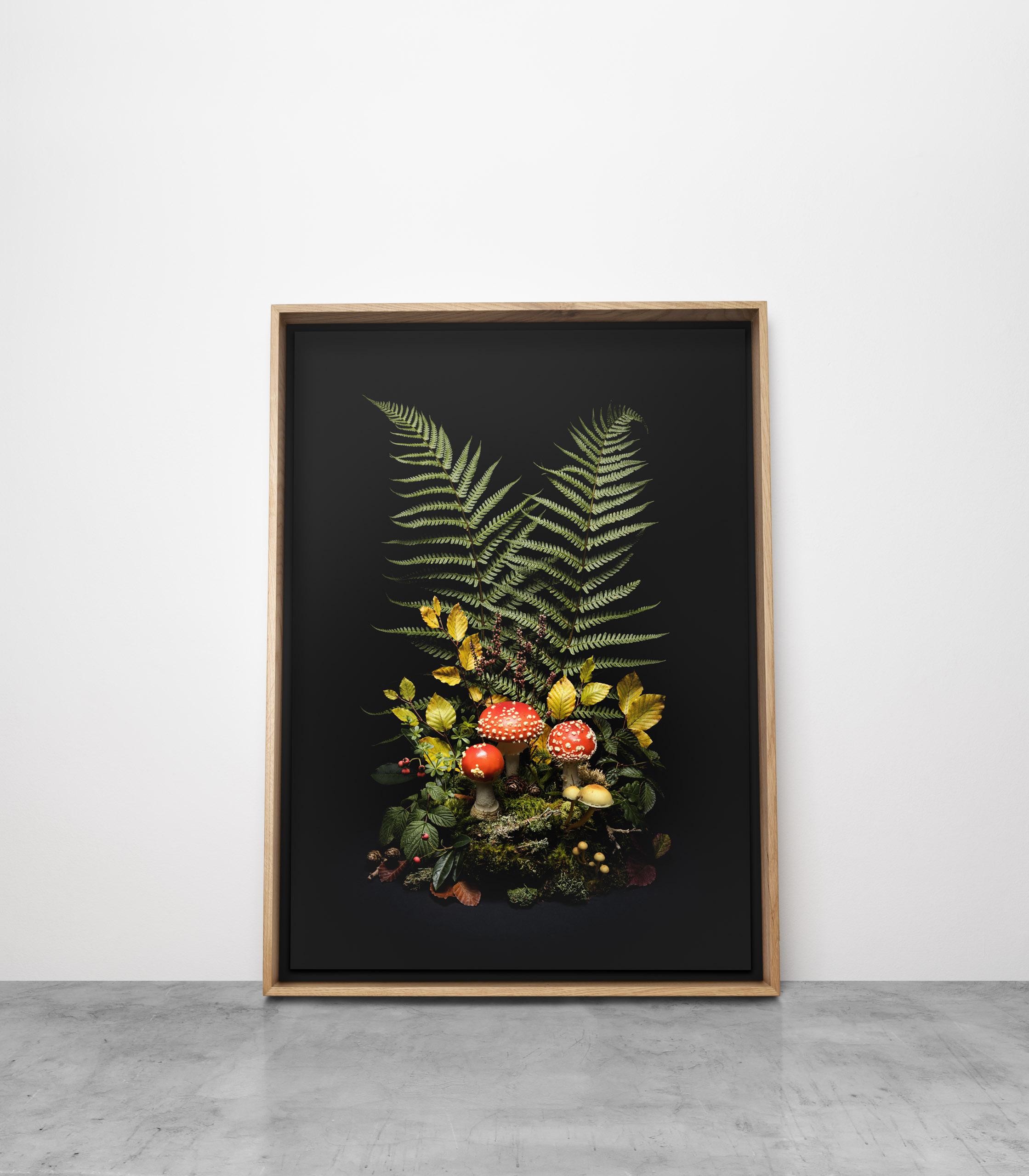 Dark Flora: Fly Argaric - mounted print and framed in oak For Sale 1