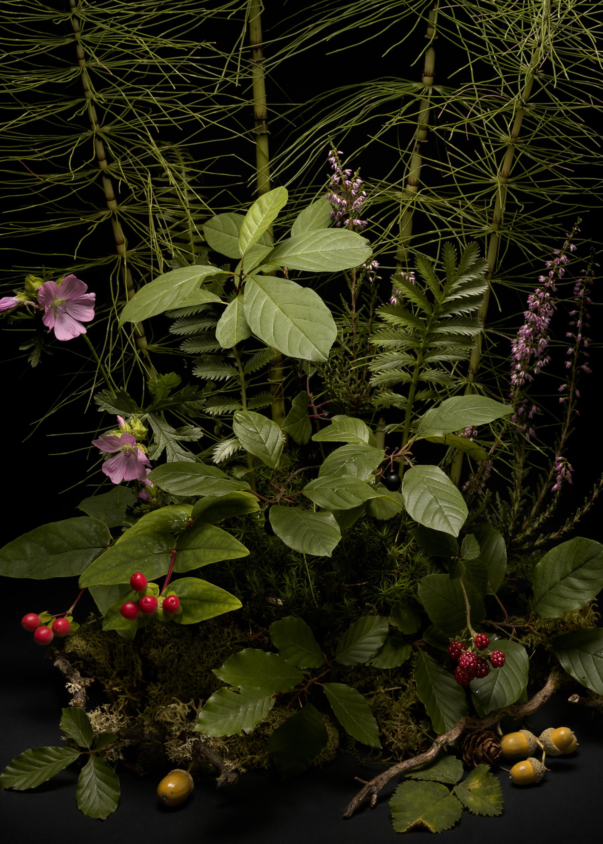 Dark Flora #, Horsetail, A floral arrangement of wild plants and flowers - Print by Jasper Goodall