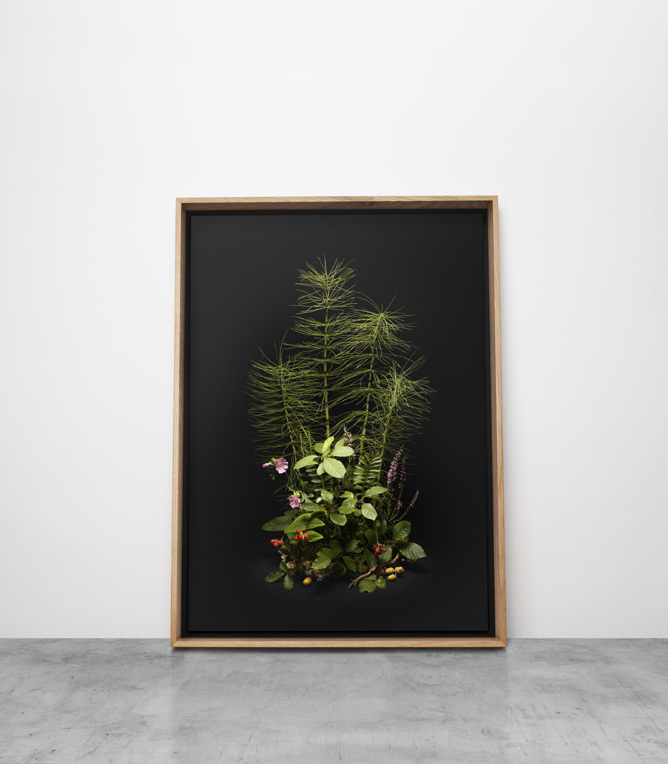 # Flora Dark, queue de cheval, arrangement floral de plantes et de fleurs sauvages - Contemporain Print par Jasper Goodall