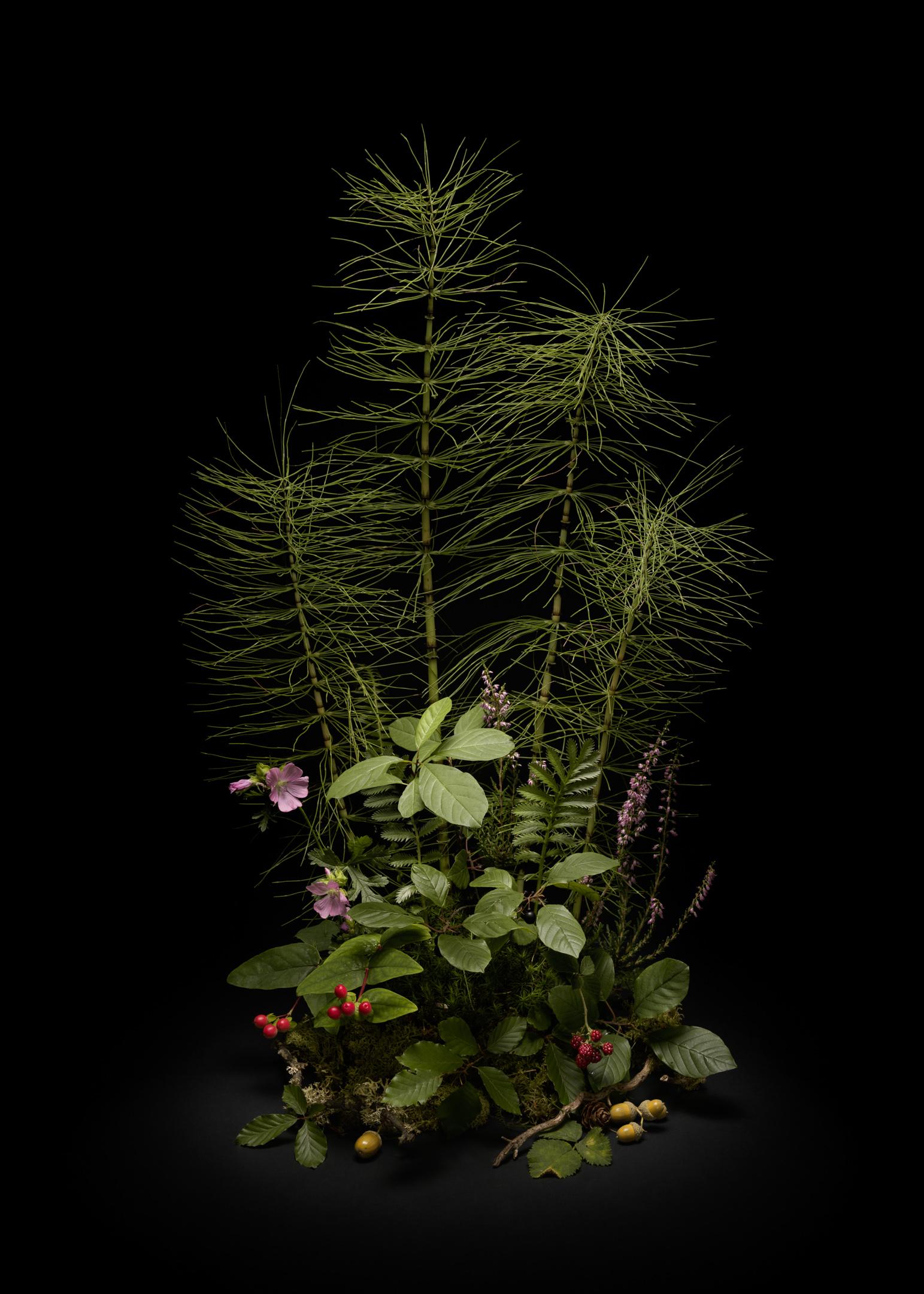 Still-Life Print Jasper Goodall - # Flora Dark, queue de cheval, arrangement floral de plantes et de fleurs sauvages