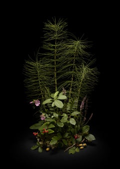 Dark Flora #, Equiseto, Una composizione floreale di piante e fiori selvatici