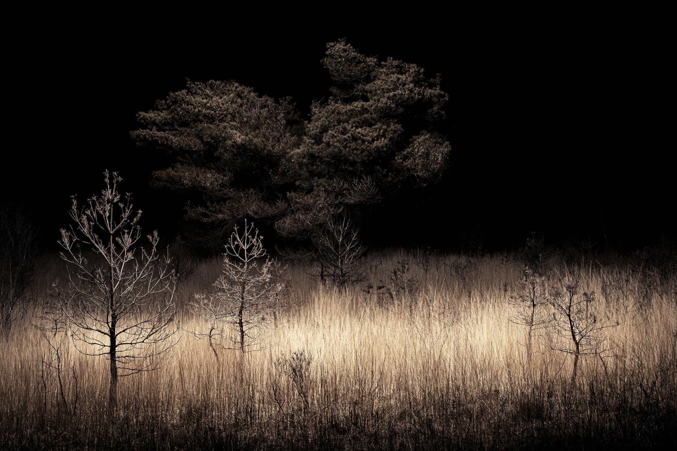 Jasper Goodall Color Photograph – Goldene braune schottische Kiefernholz-Landschaft in der Dämmerung