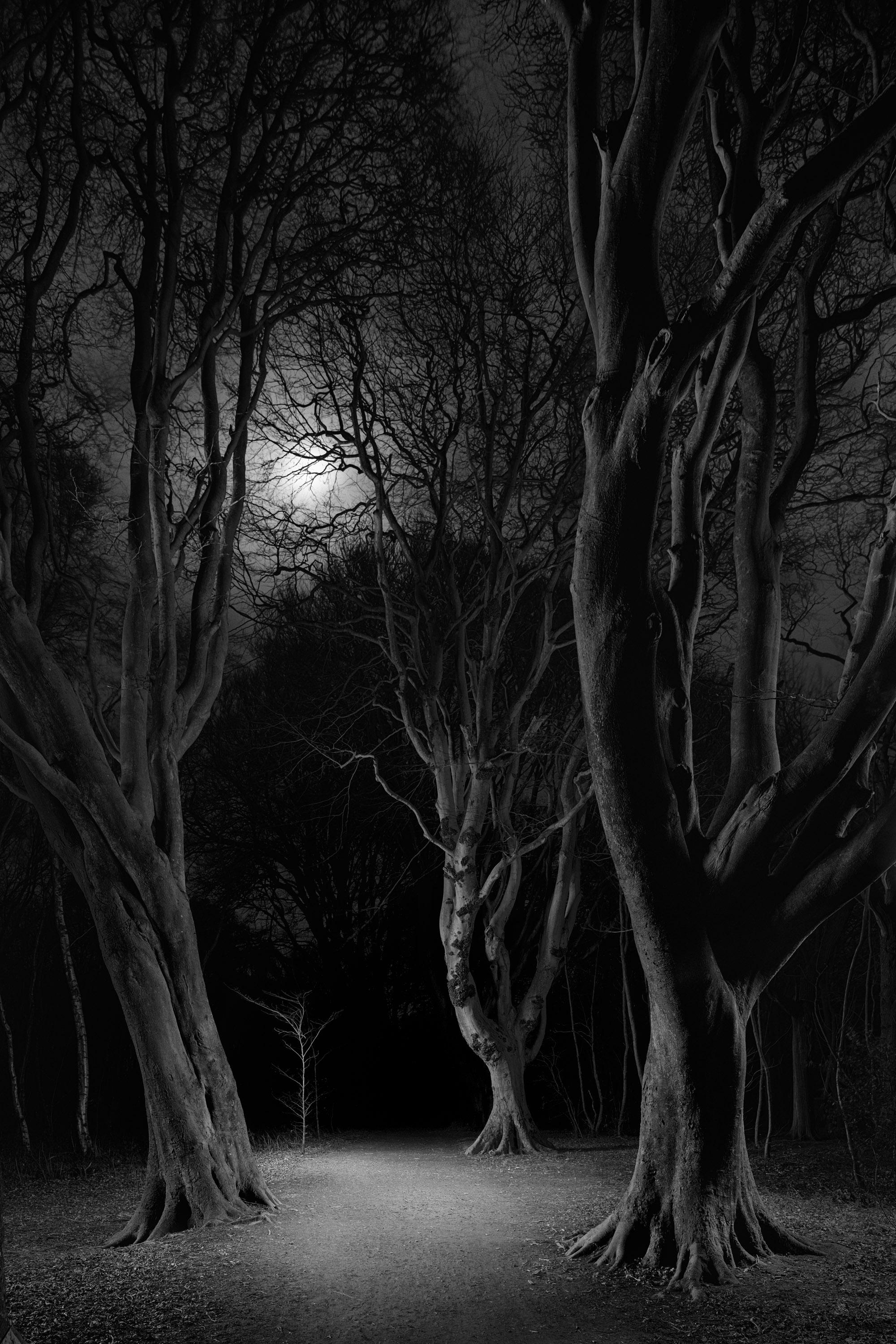 Jasper Goodall Landscape Photograph - Black and white Moonlight behind the trees and path in the forest at night