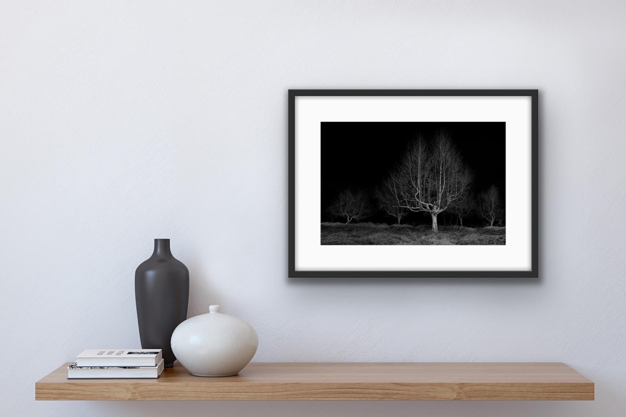 Twilight #19, Gathering – Silberner Birkenbaum mit schwarzem und weißem Landschaftsdruck – Photograph von Jasper Goodall